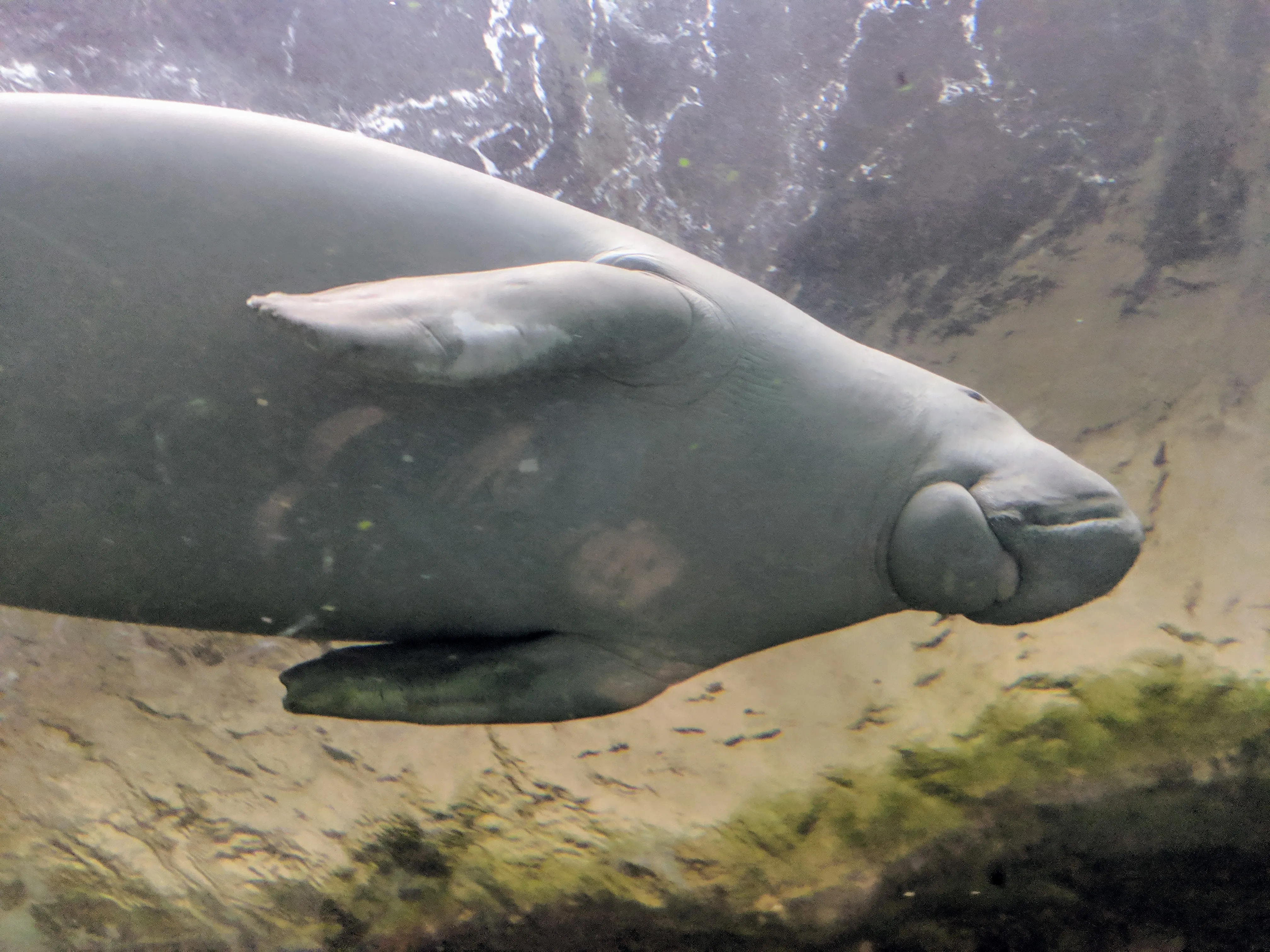 aquarium dugong.DQSgpihy.jpg