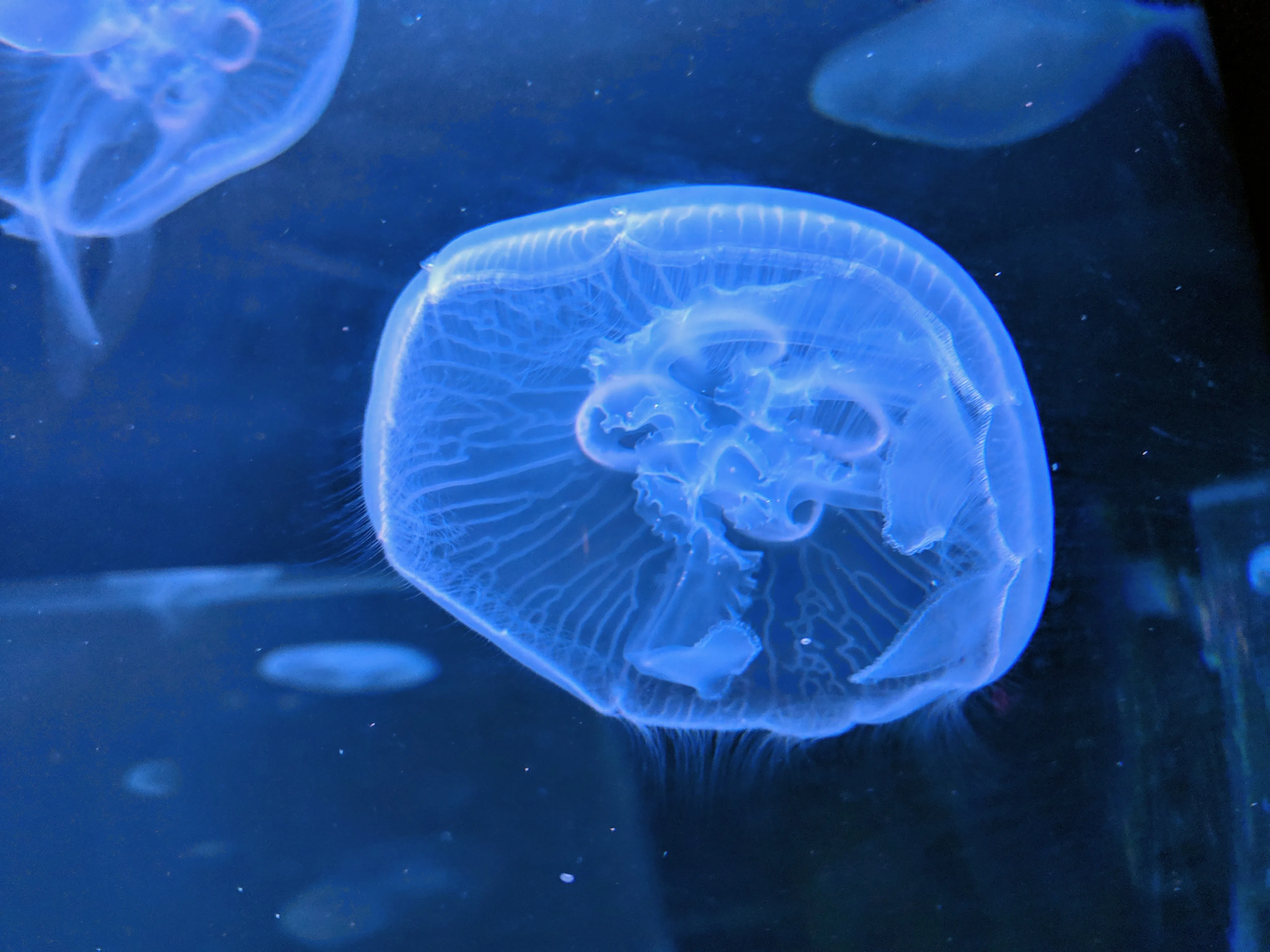aquarium jelly blue.BYPdE8gV.jpg