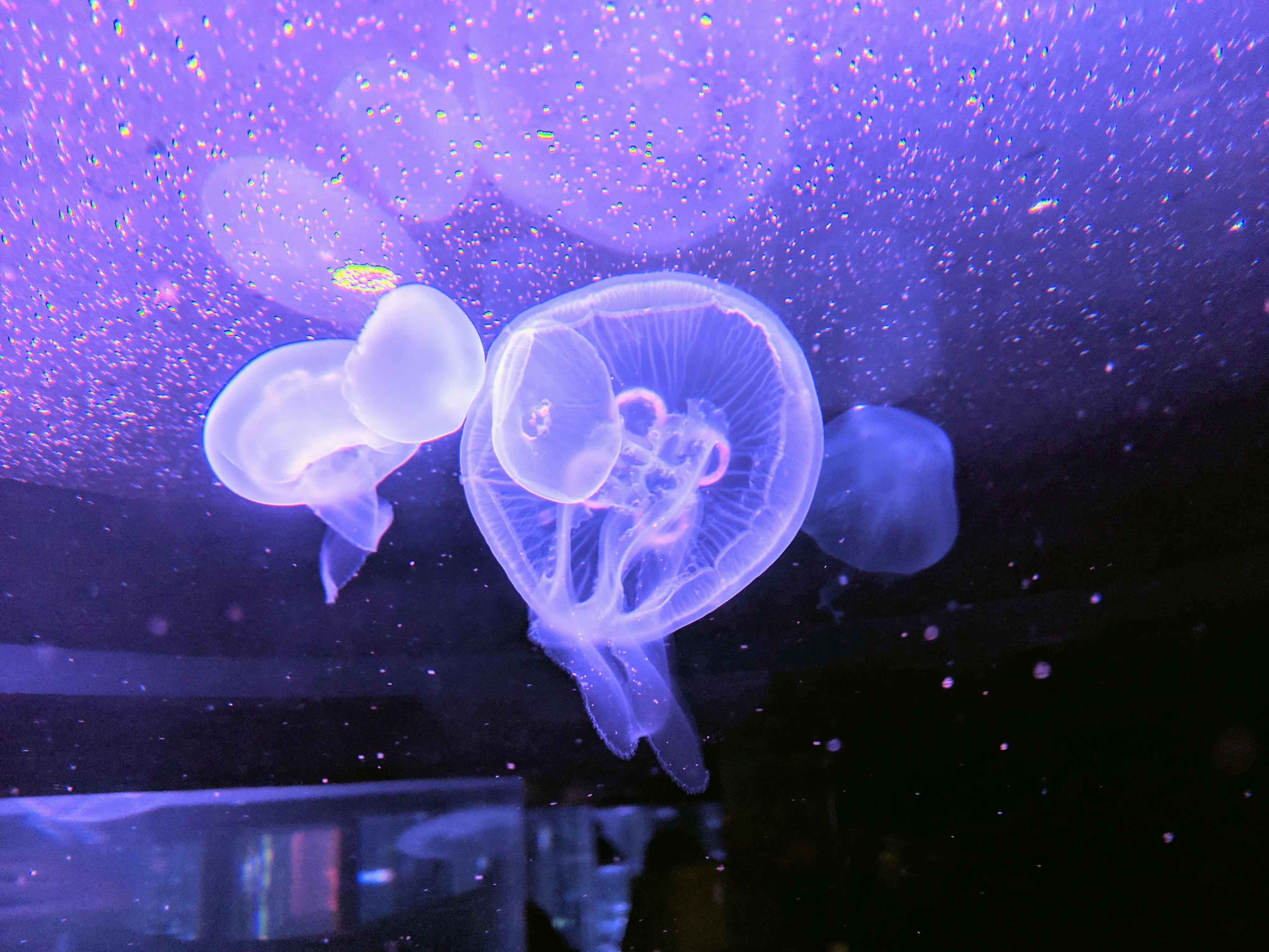 aquarium jelly purple.C7_ljNqG.jpg