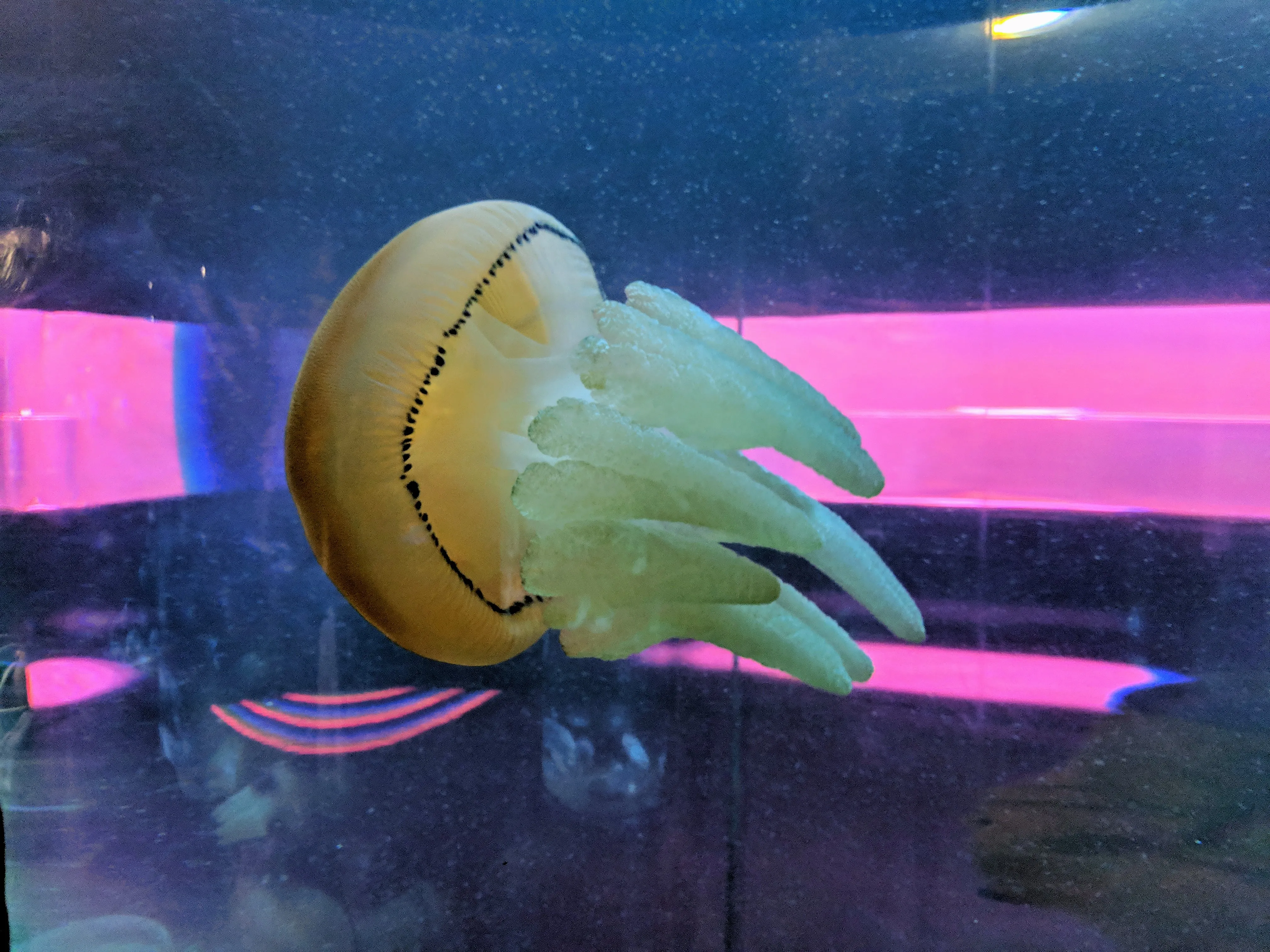 aquarium jelly white.CbInT5Sr.jpg
