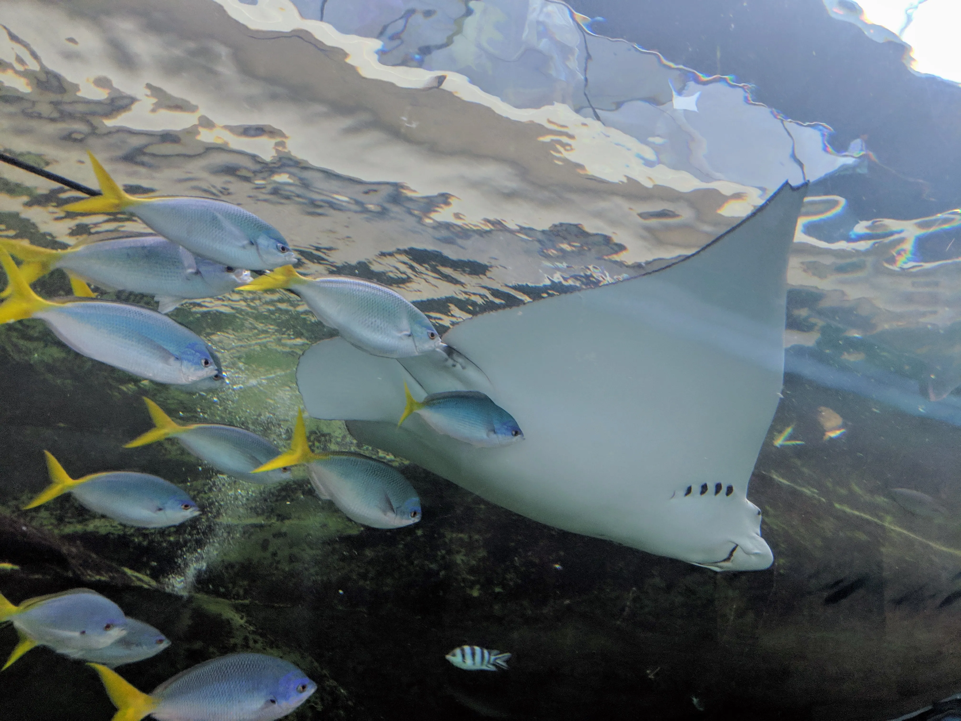 aquarium stingray family.DrdAkpfH.jpg