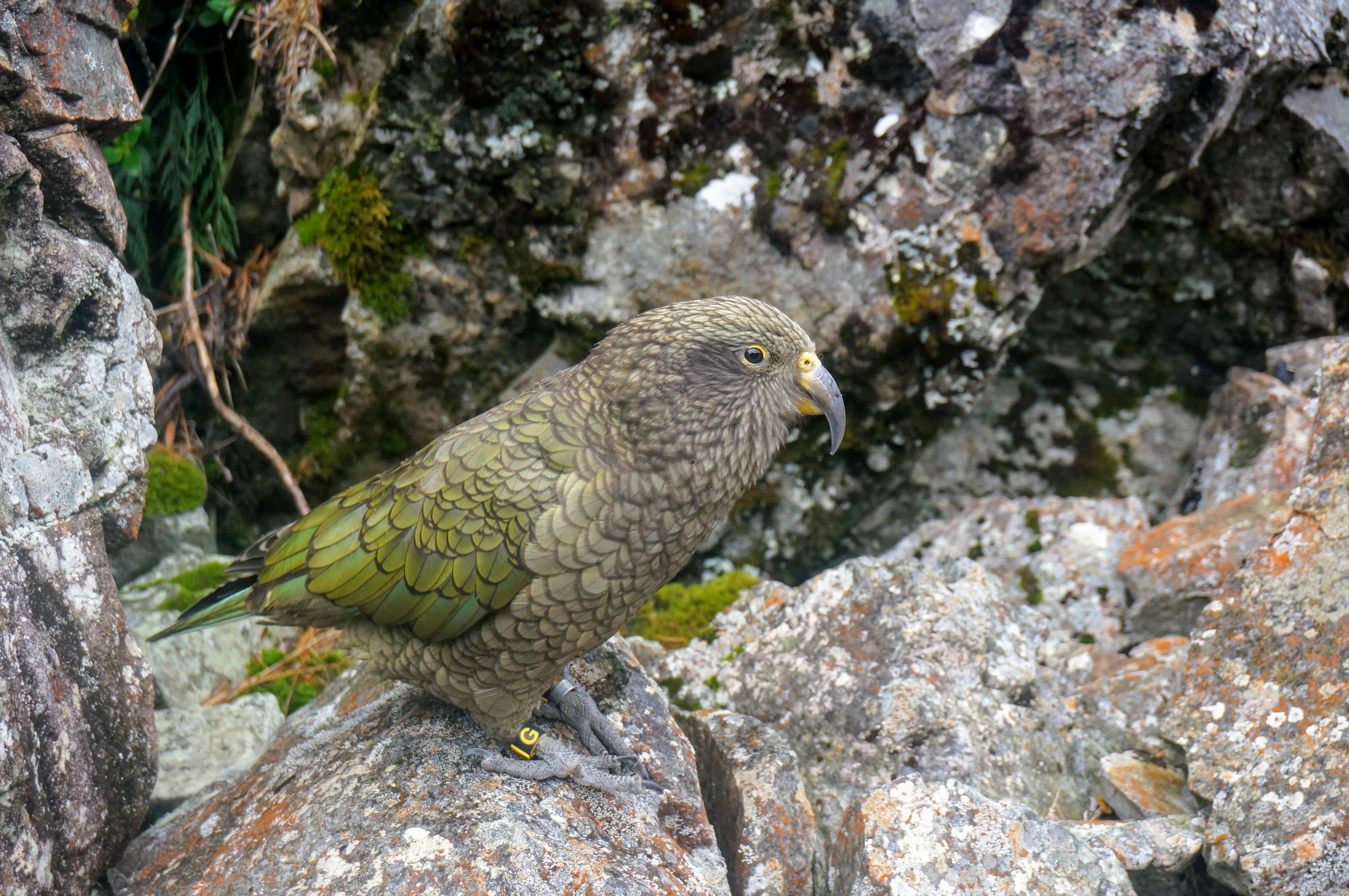 arthurs kea close.DoIXQfRv.jpg