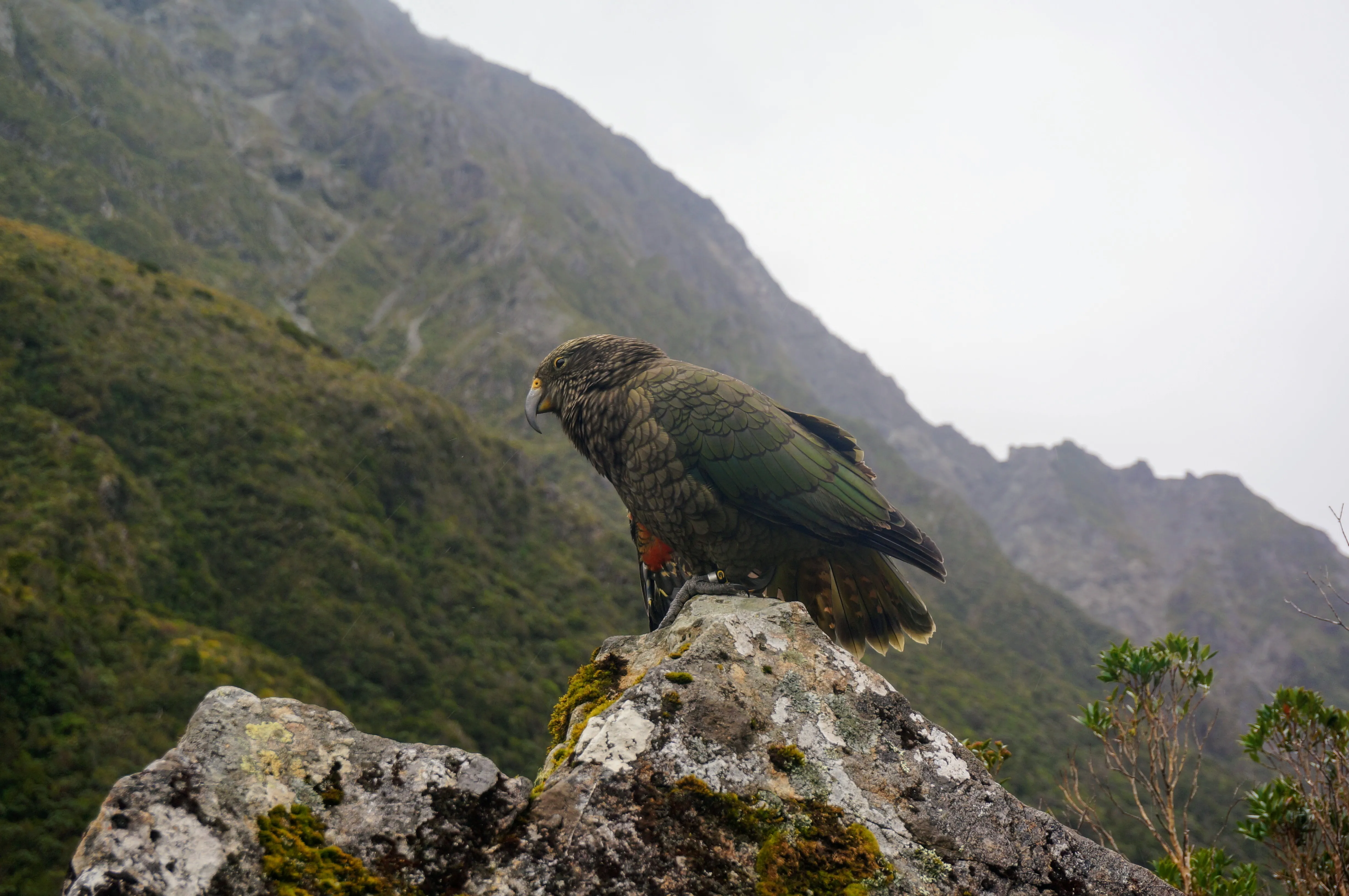arthurs kea rock.BTrhcPY0.jpg