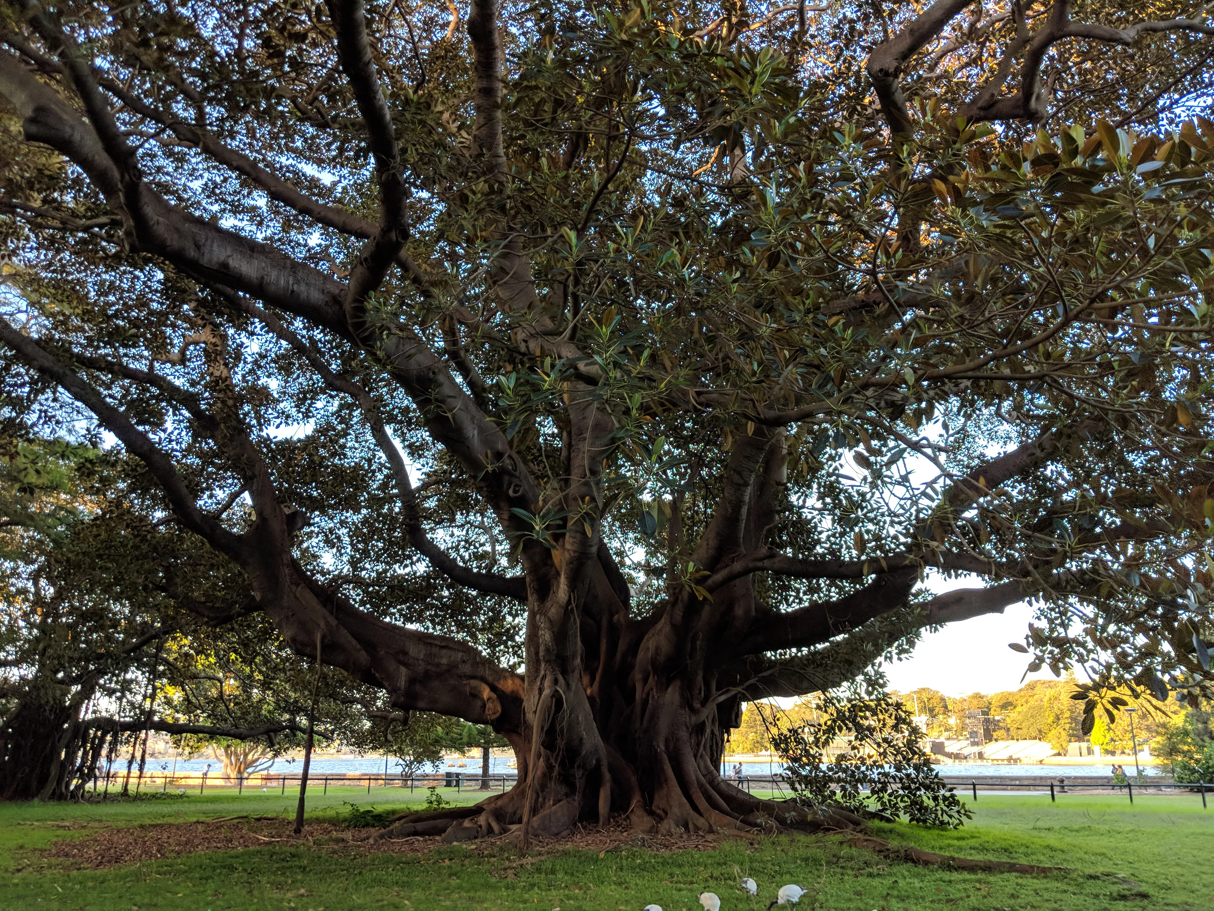botanical garden tree.CGEMb8rc.jpg