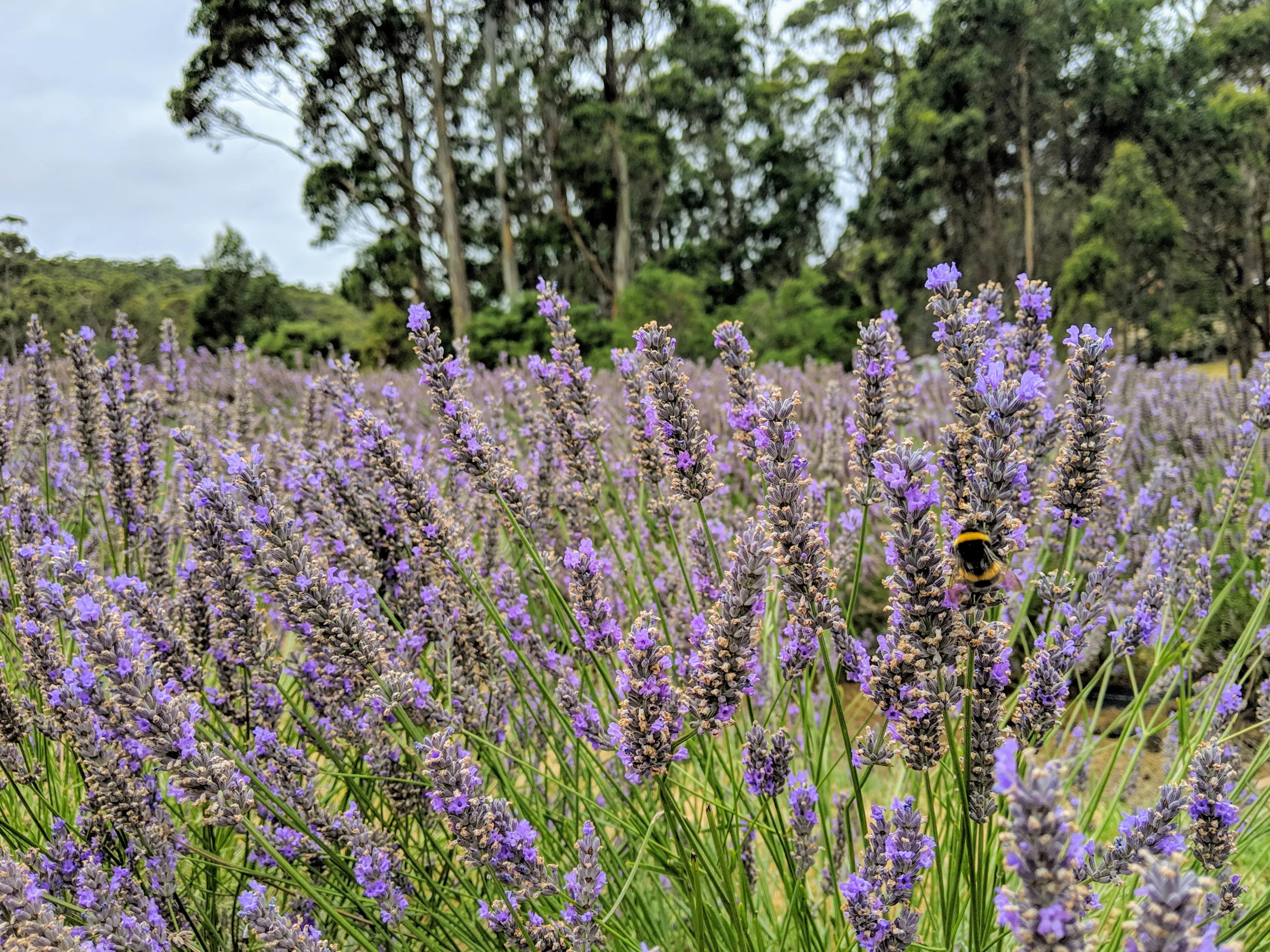 drive lavendar bee.B1uIJkvQ.jpg