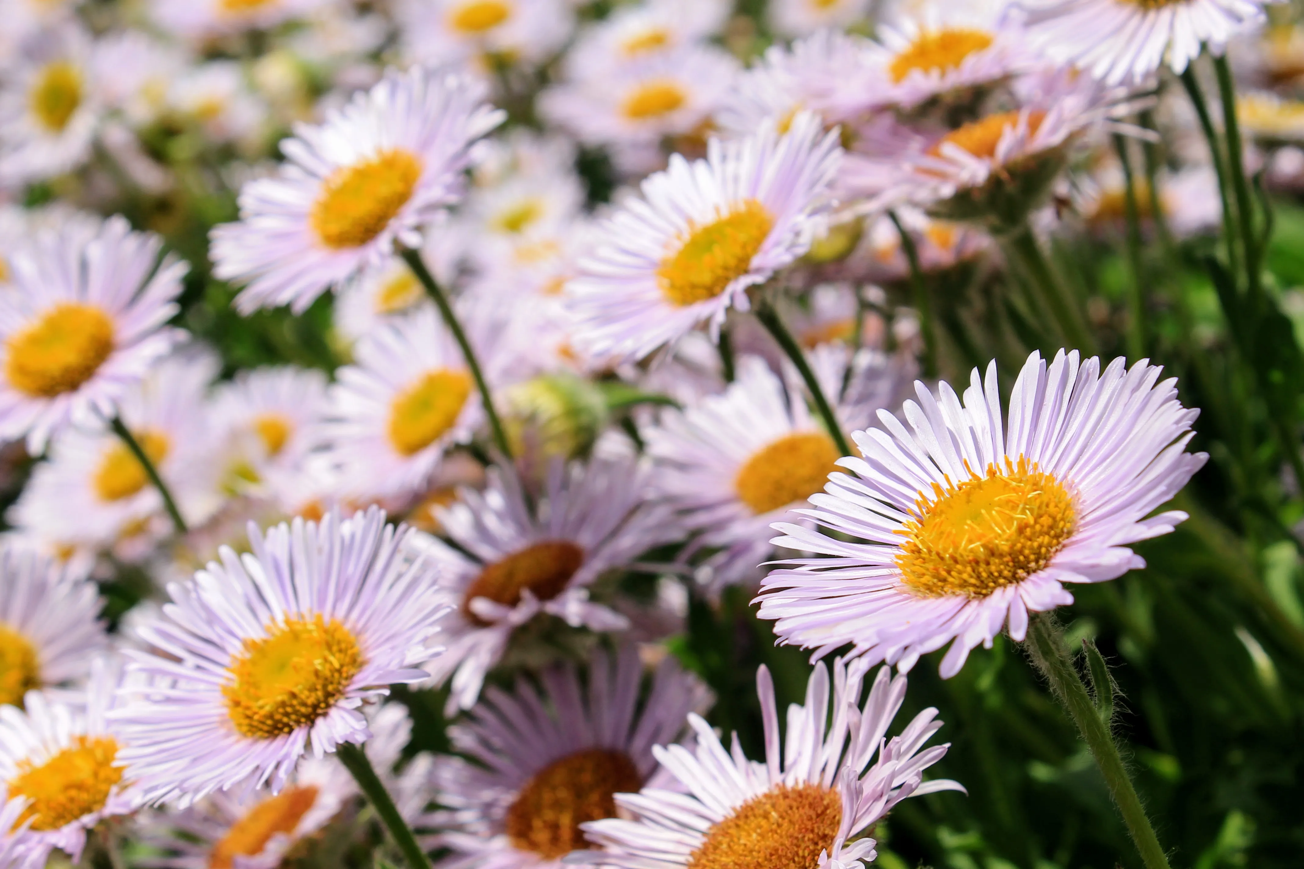 edinburgh flower 1.DMJD _yc.jpg