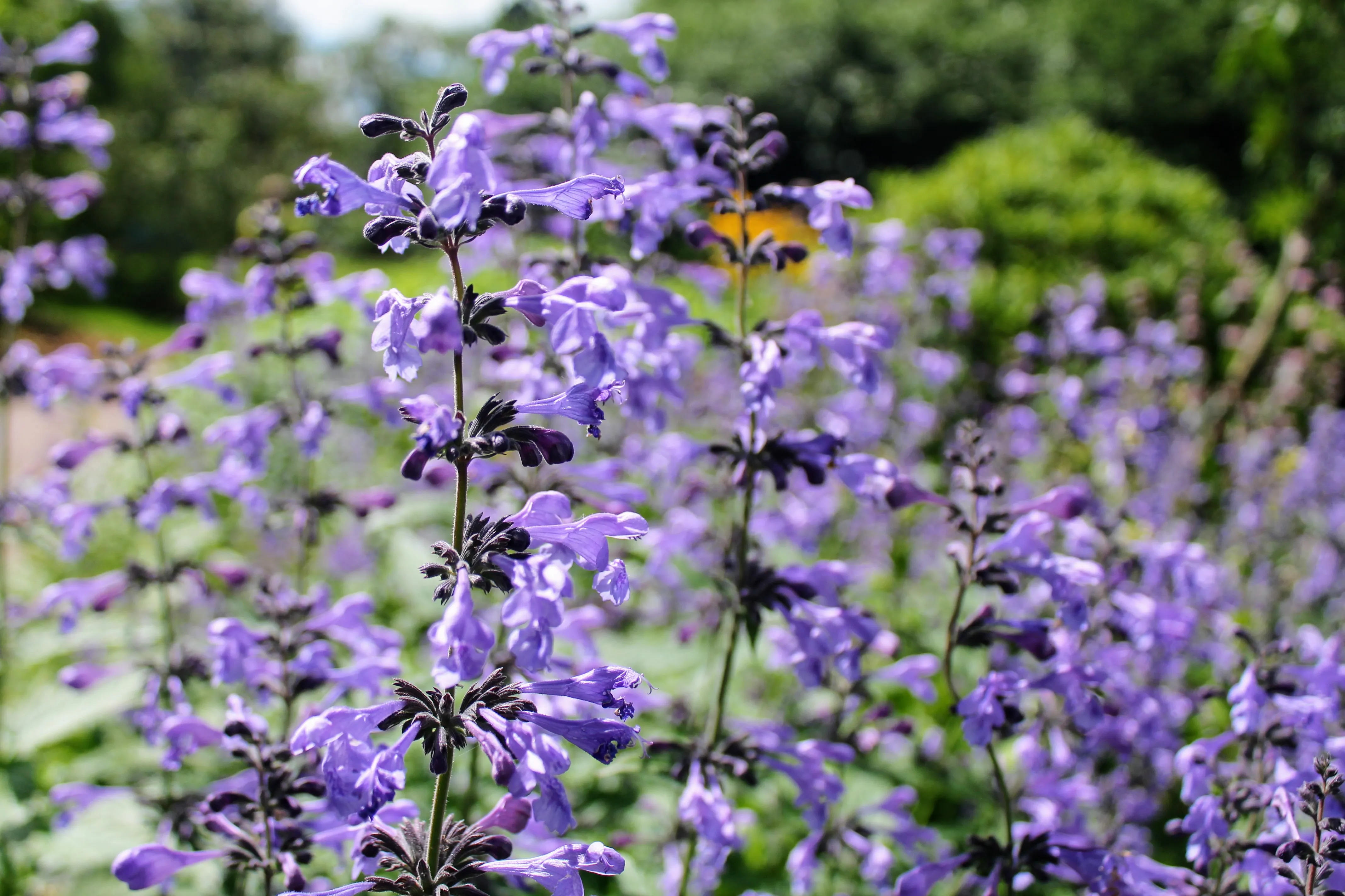 edinburgh flower 2.B1FZNrR4.jpg