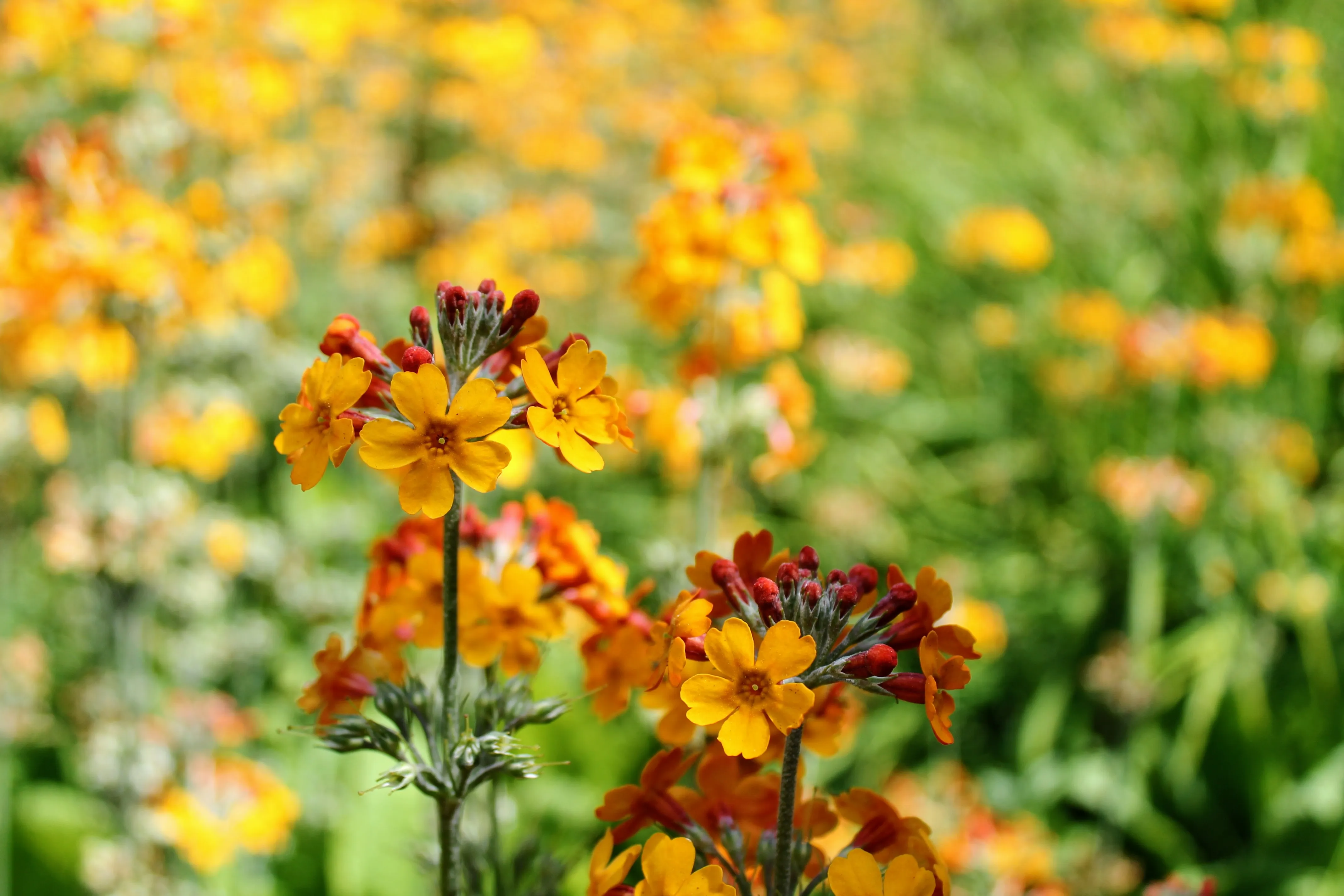 edinburgh flower 3.shbx8Q75.jpg