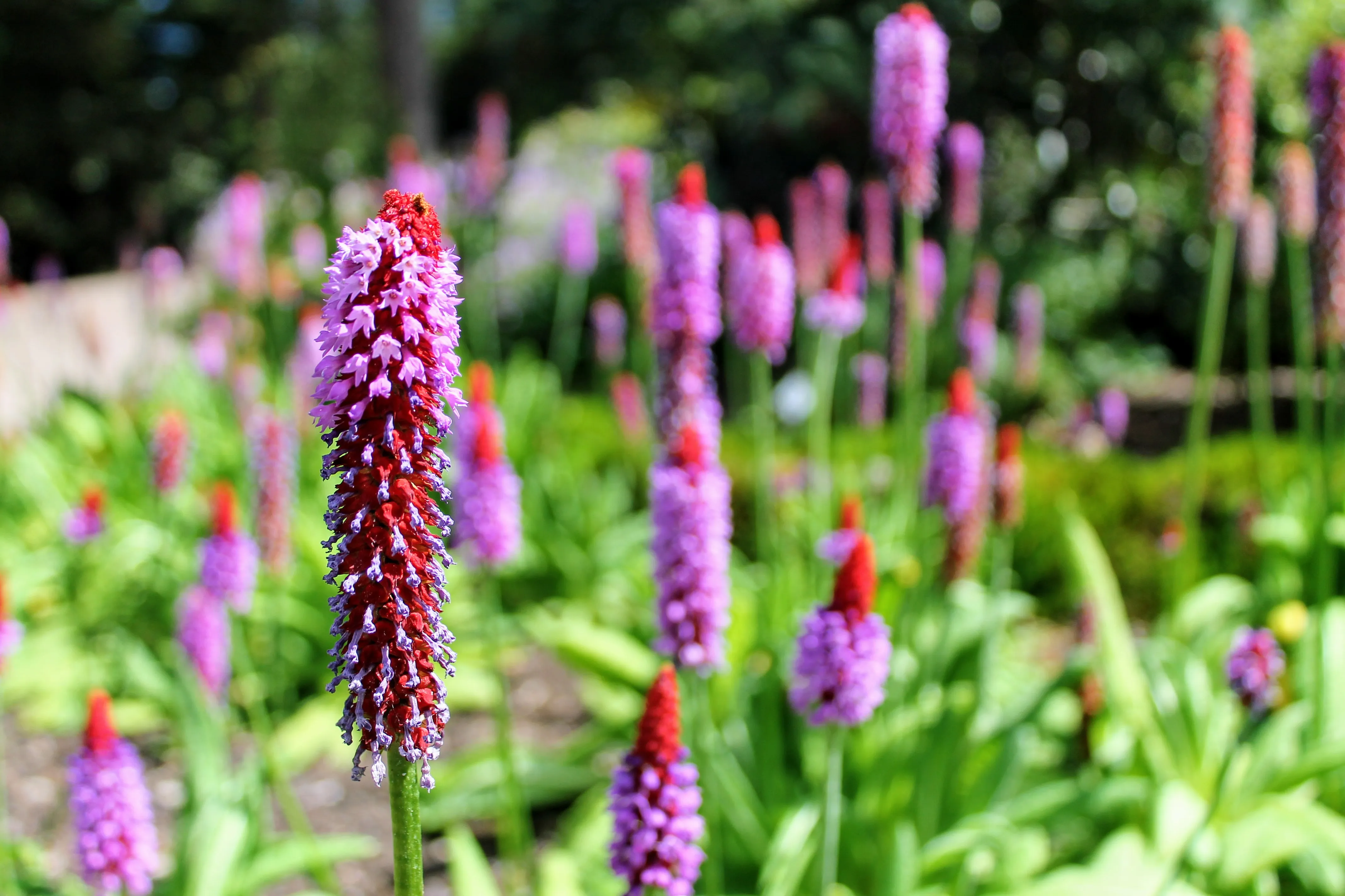 edinburgh flower 4.c1gnxpPj.jpg