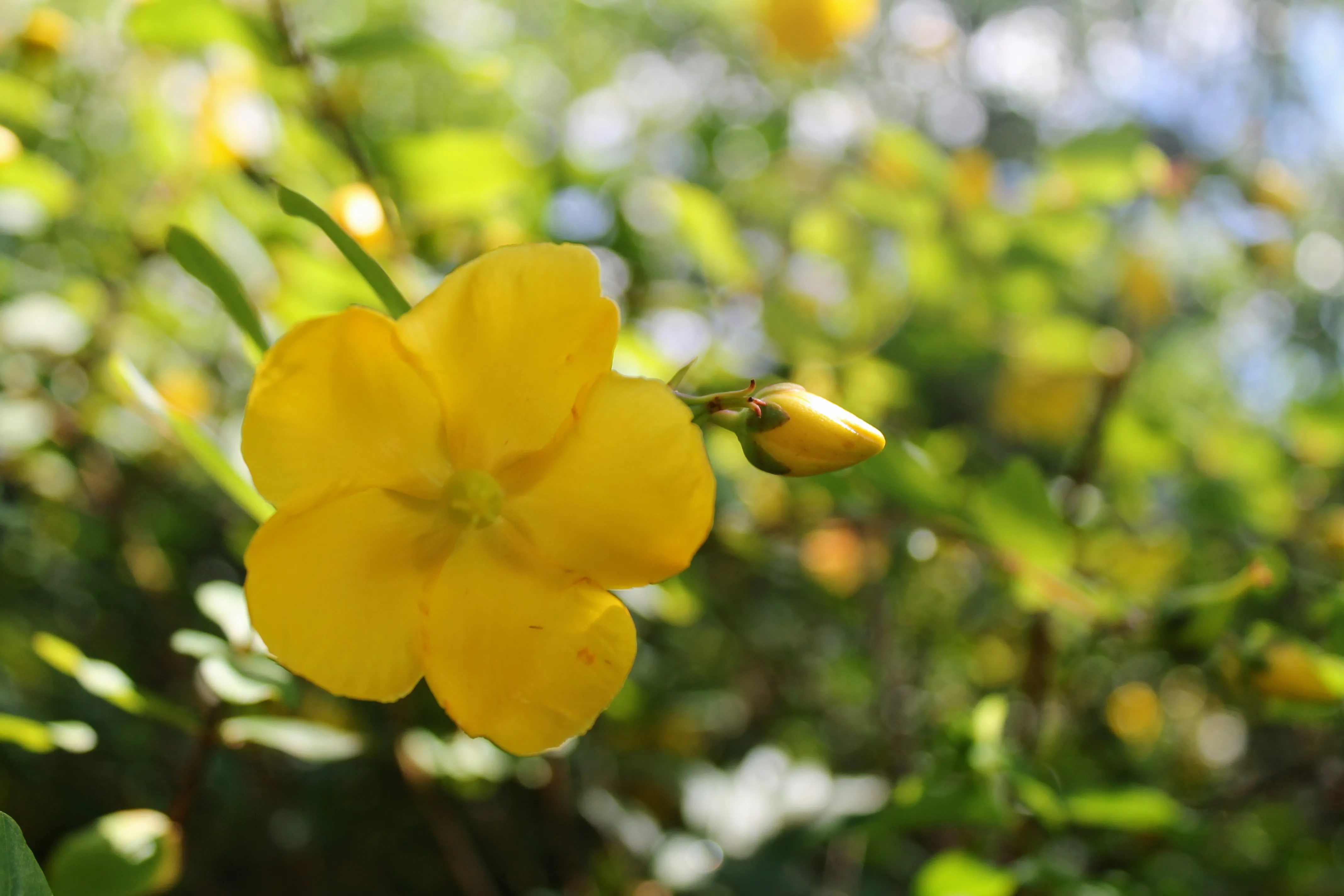 edinburgh flower 5.plp1wXY6.jpg
