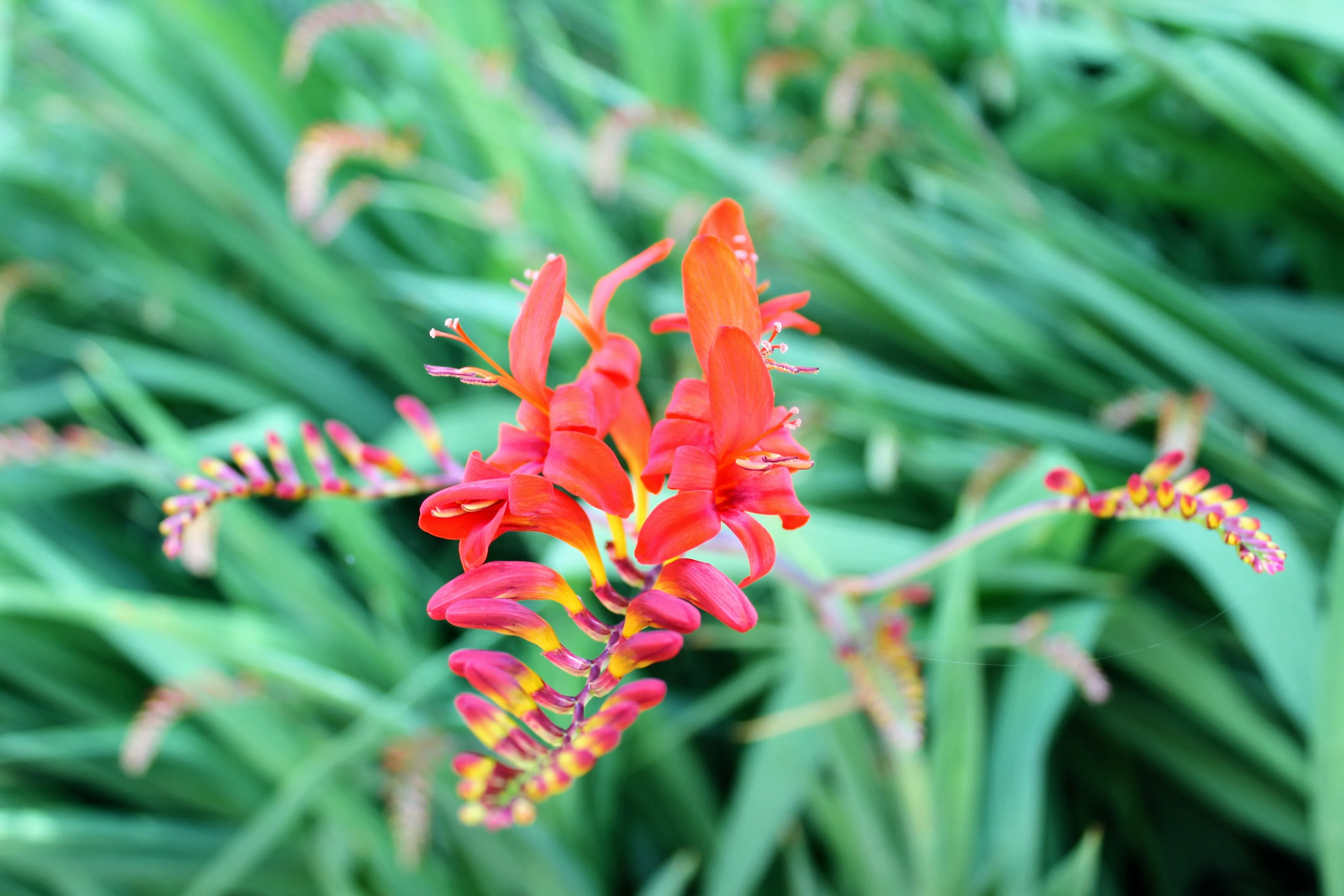 edinburgh flower 6.OFrJoQPh.jpg