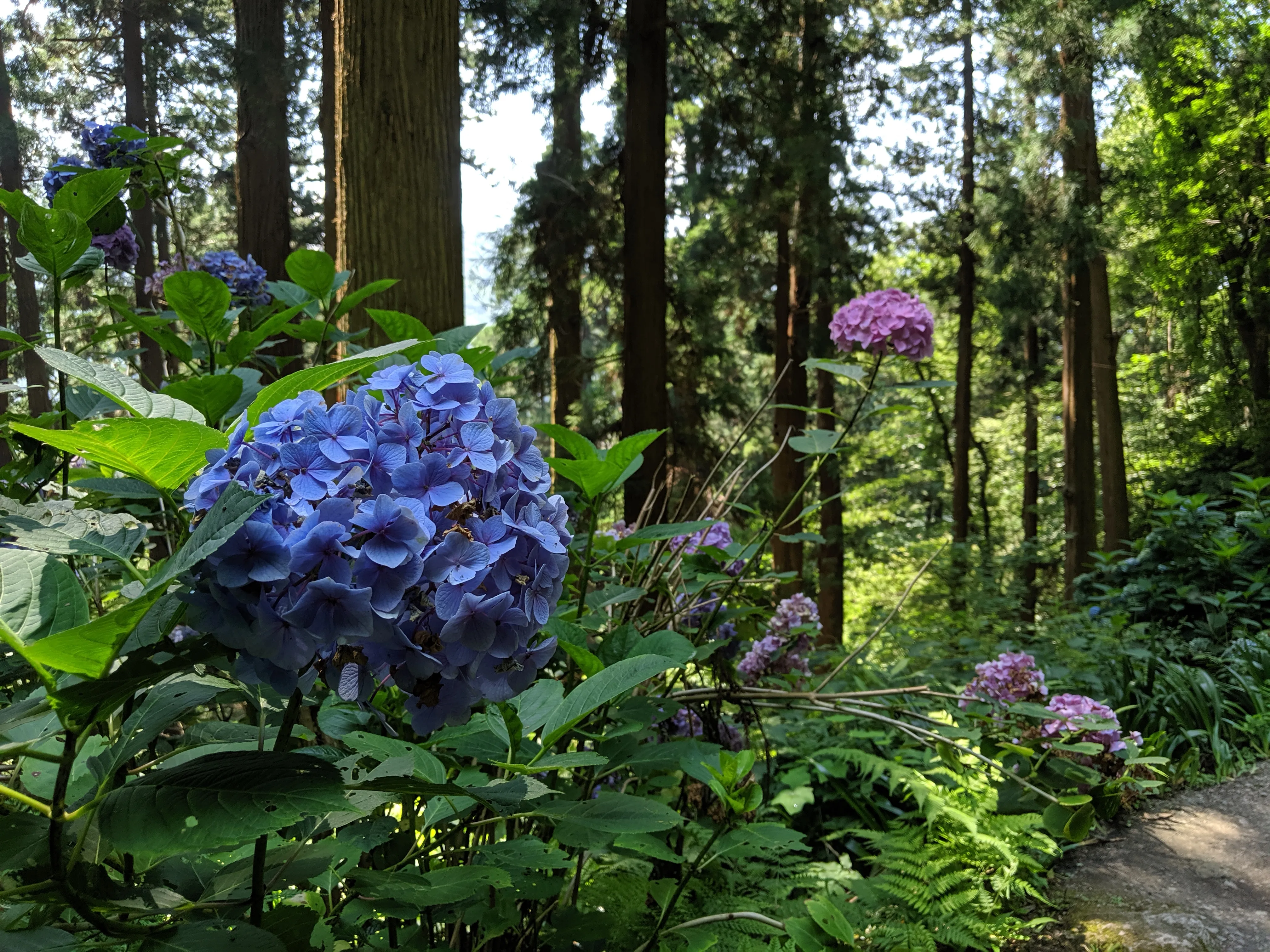 flower.C8ejYPyB.jpg