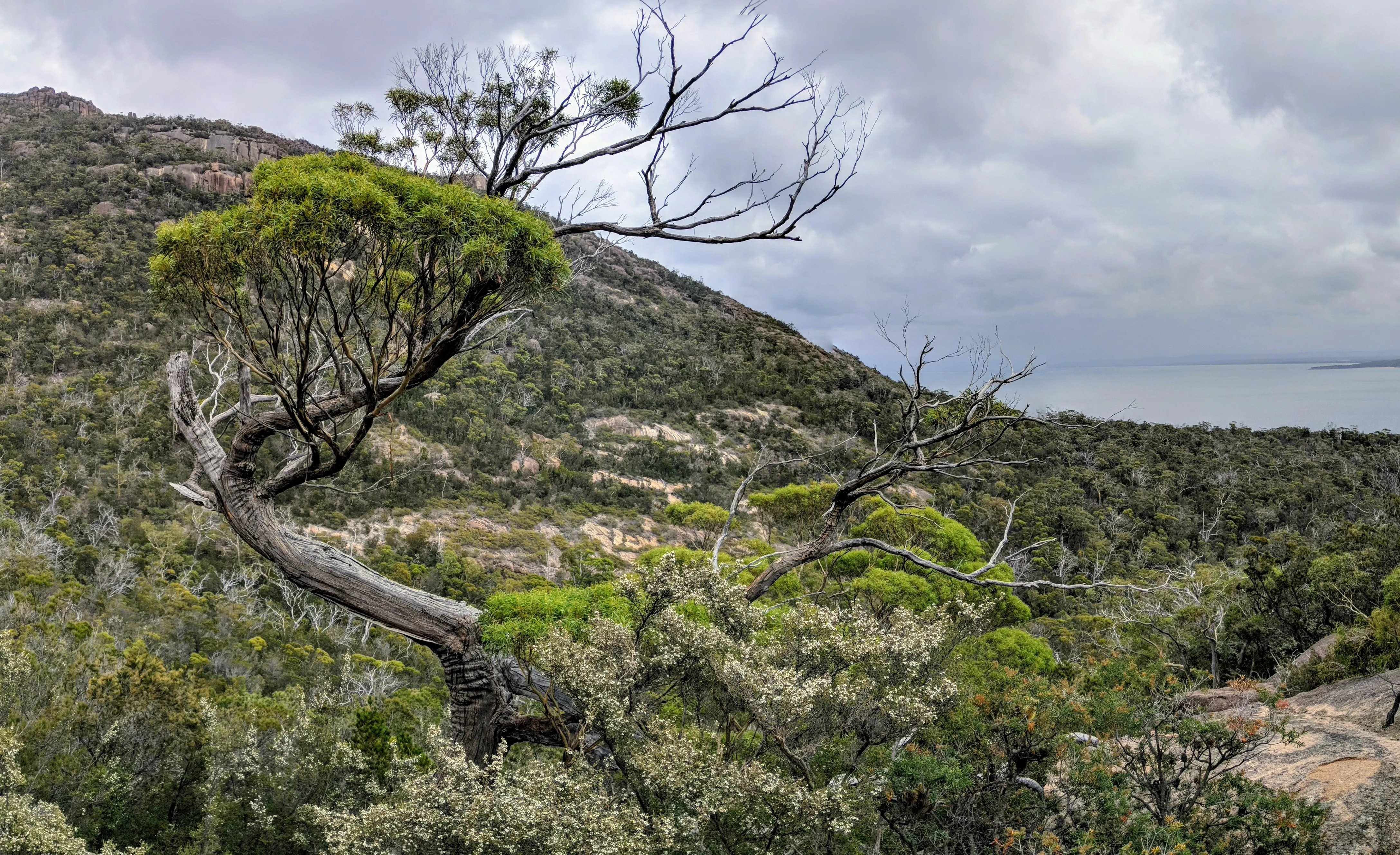 freycinet tree.BgsVOPp5.jpg