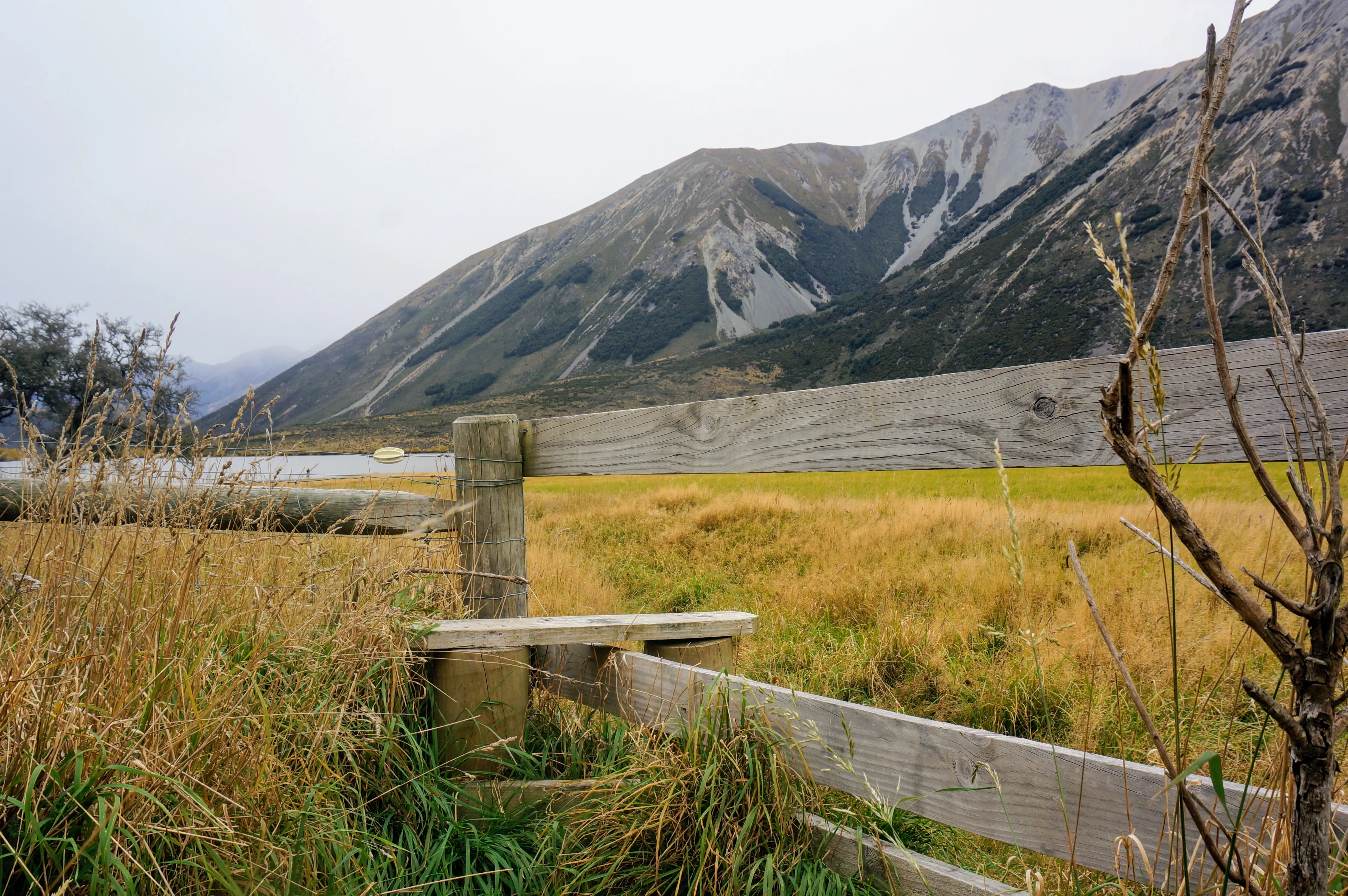 golden fence.DGSag04d.jpg