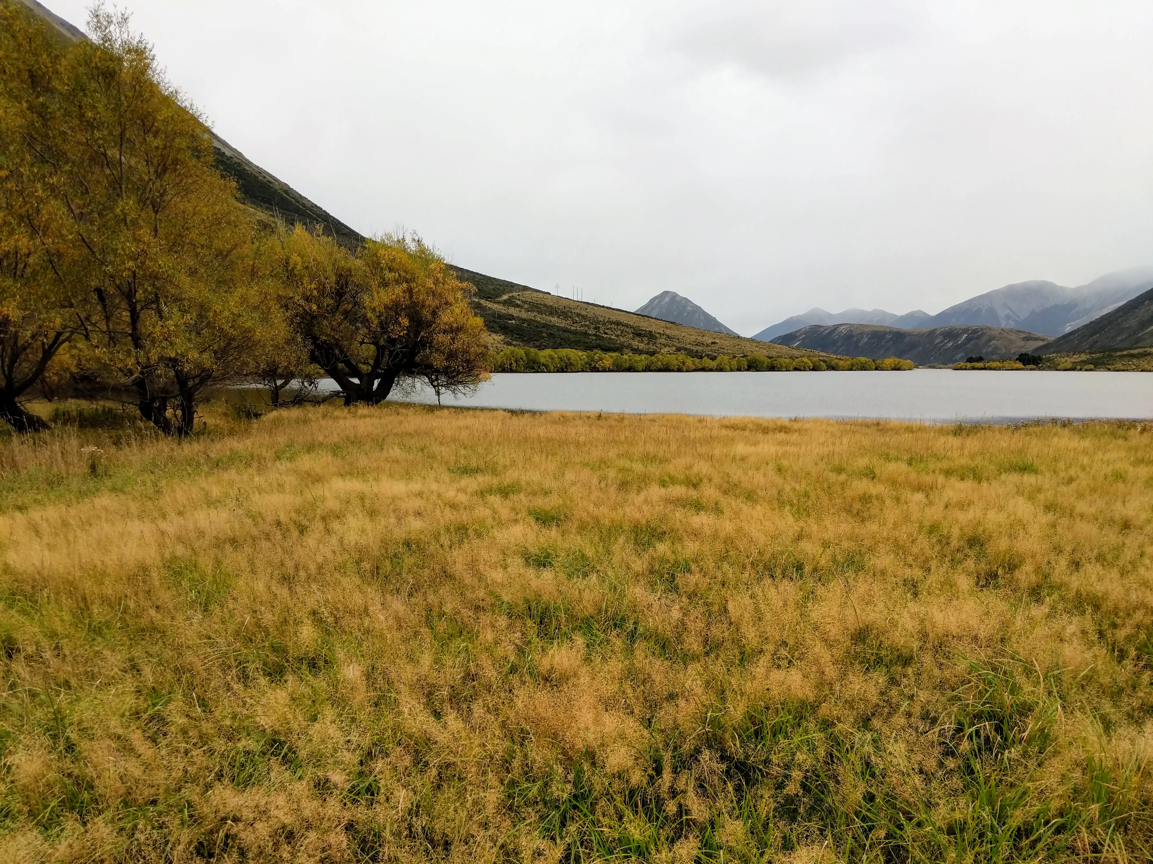 golden tree.n5QCDFn4.jpg