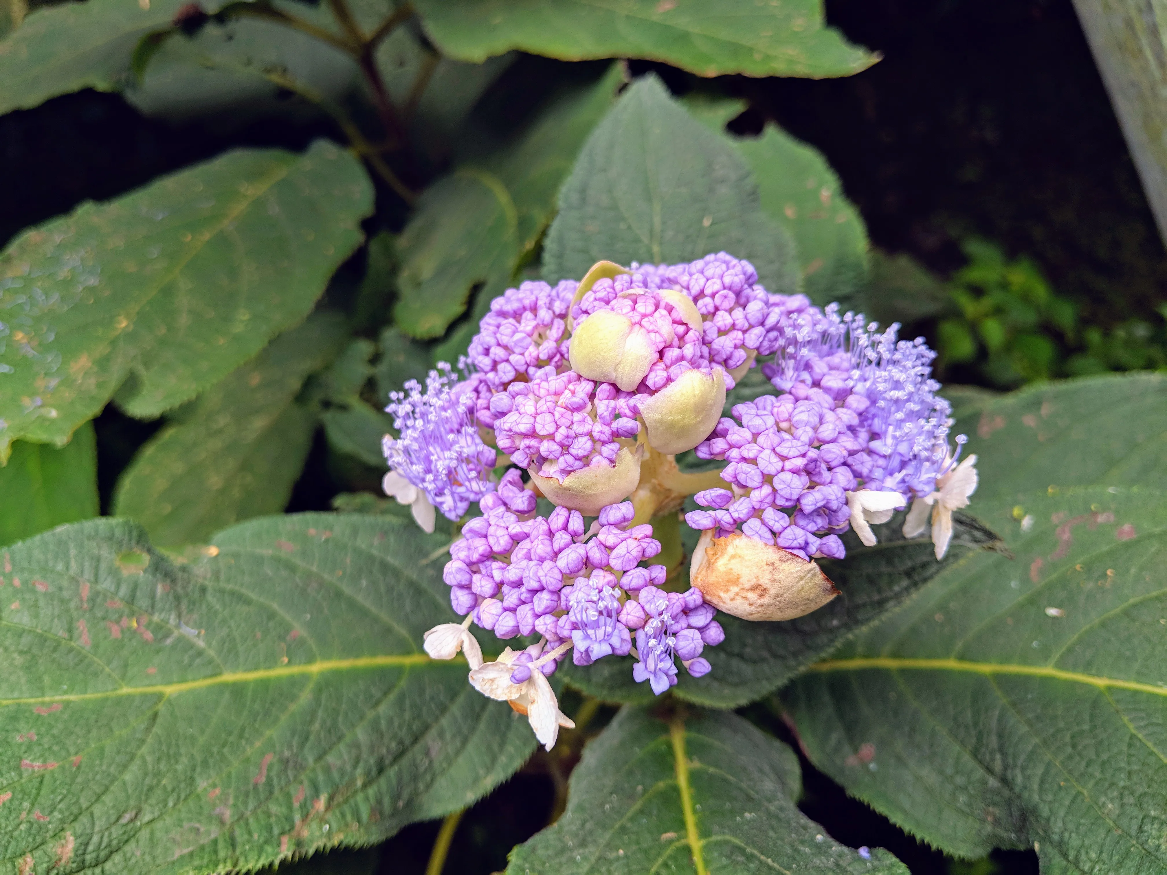 hakone flower.BSsPxOmp.jpg