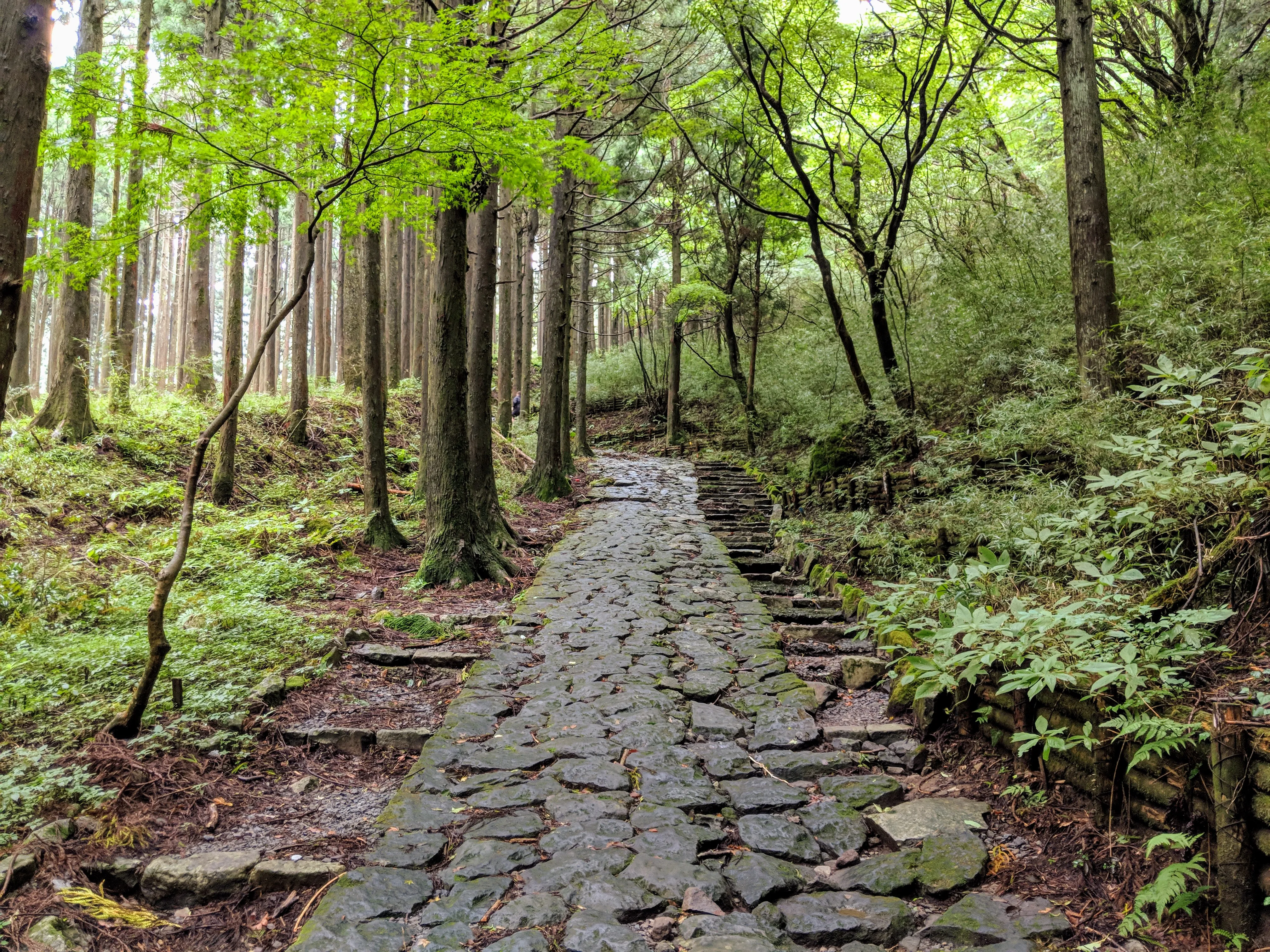 hakone hike stone path.Ddaf3LH9.jpg