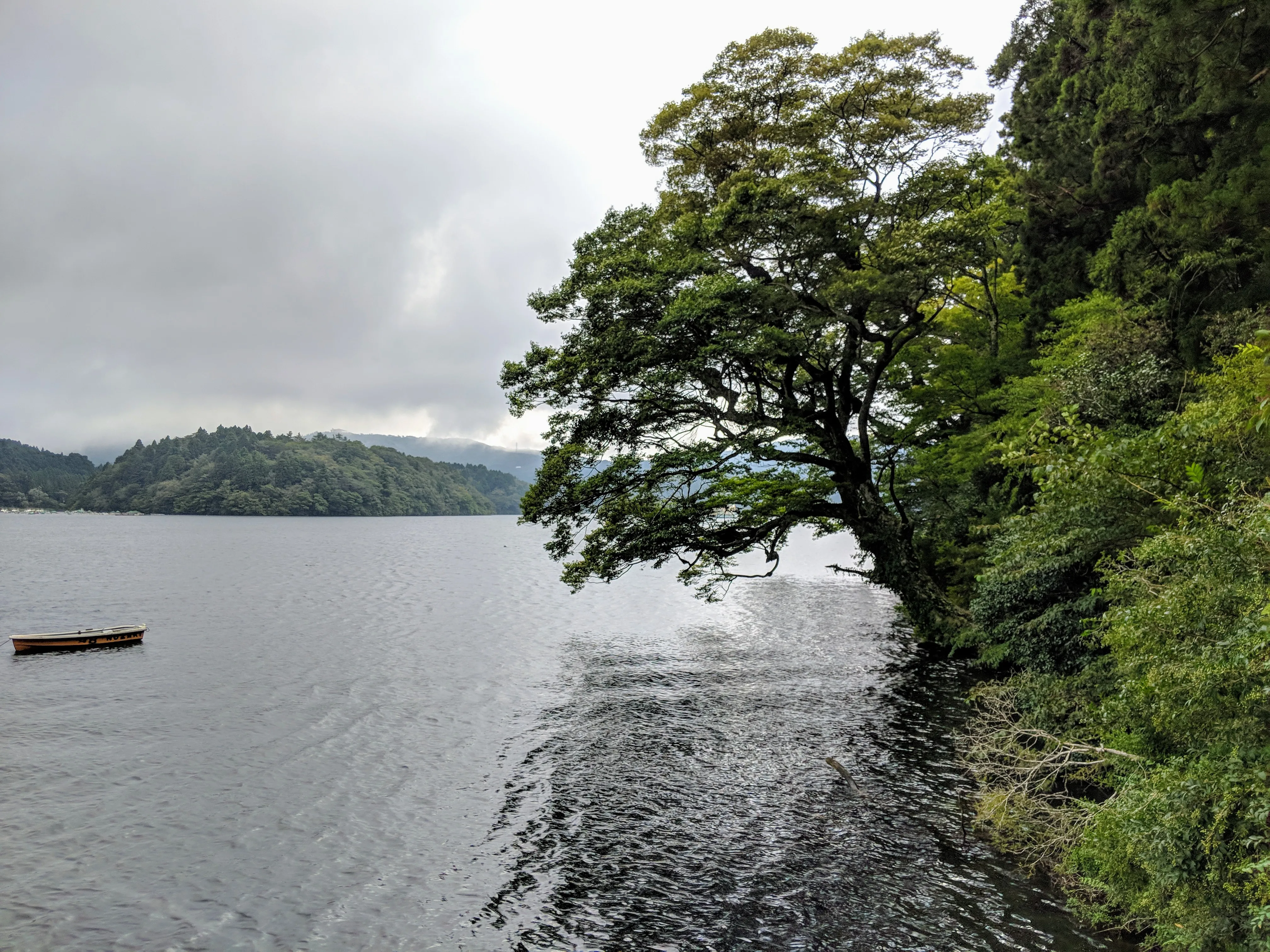 hakone lake tree.3UwzInnz.jpg