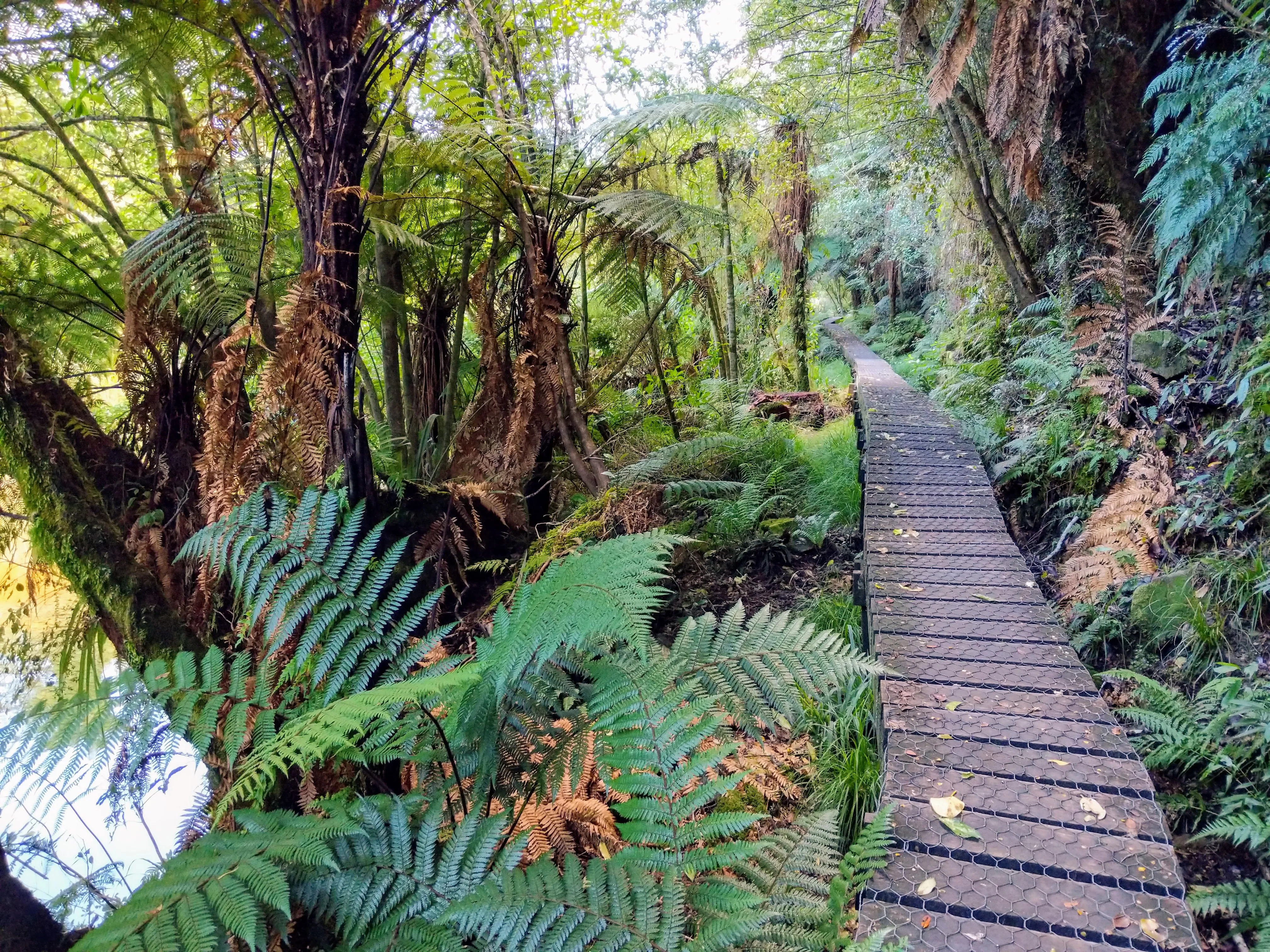 hollyford boardwalk.CvOOozZA.jpg