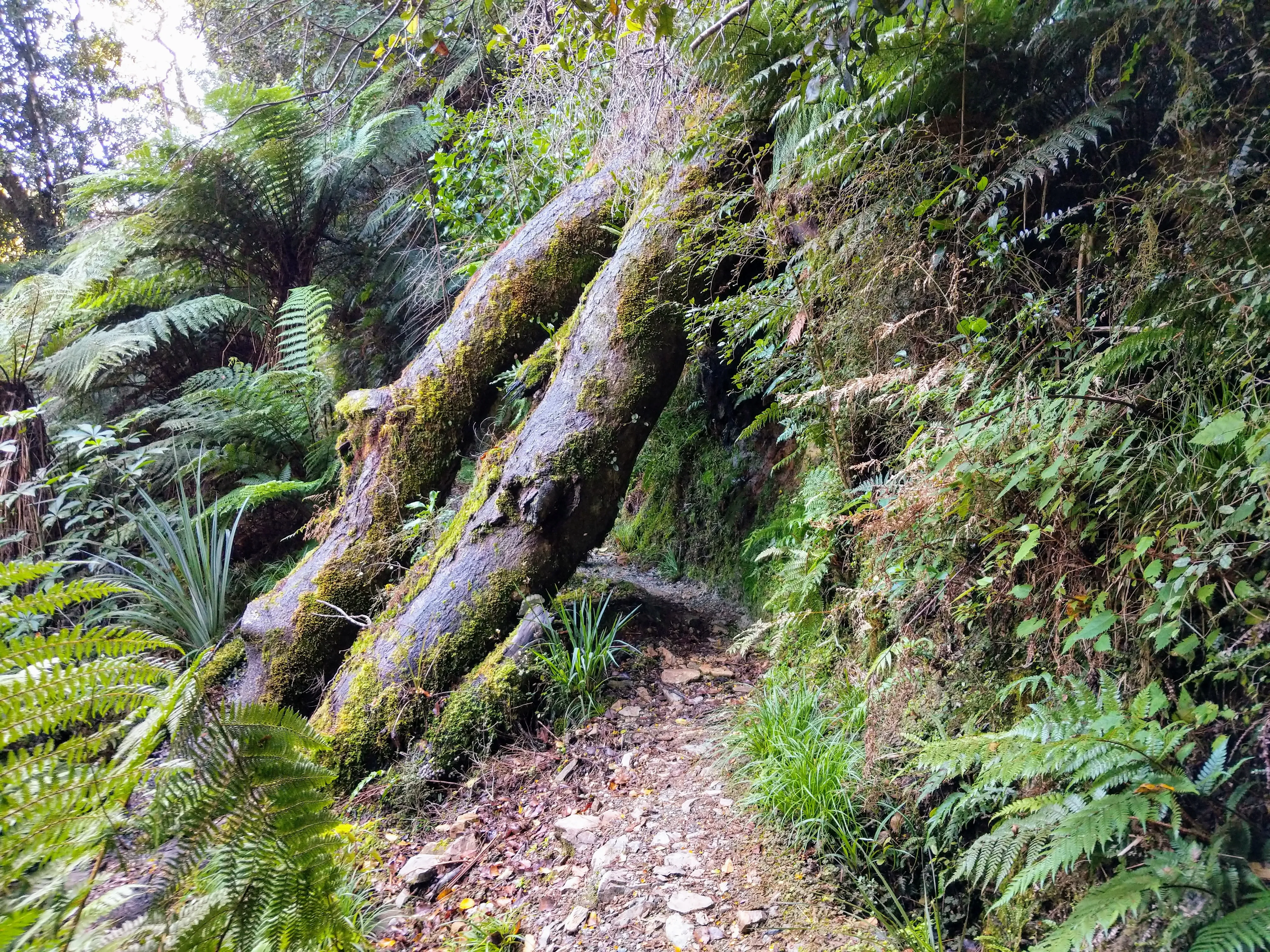hollyford duck under.DTDLjjCj.jpg
