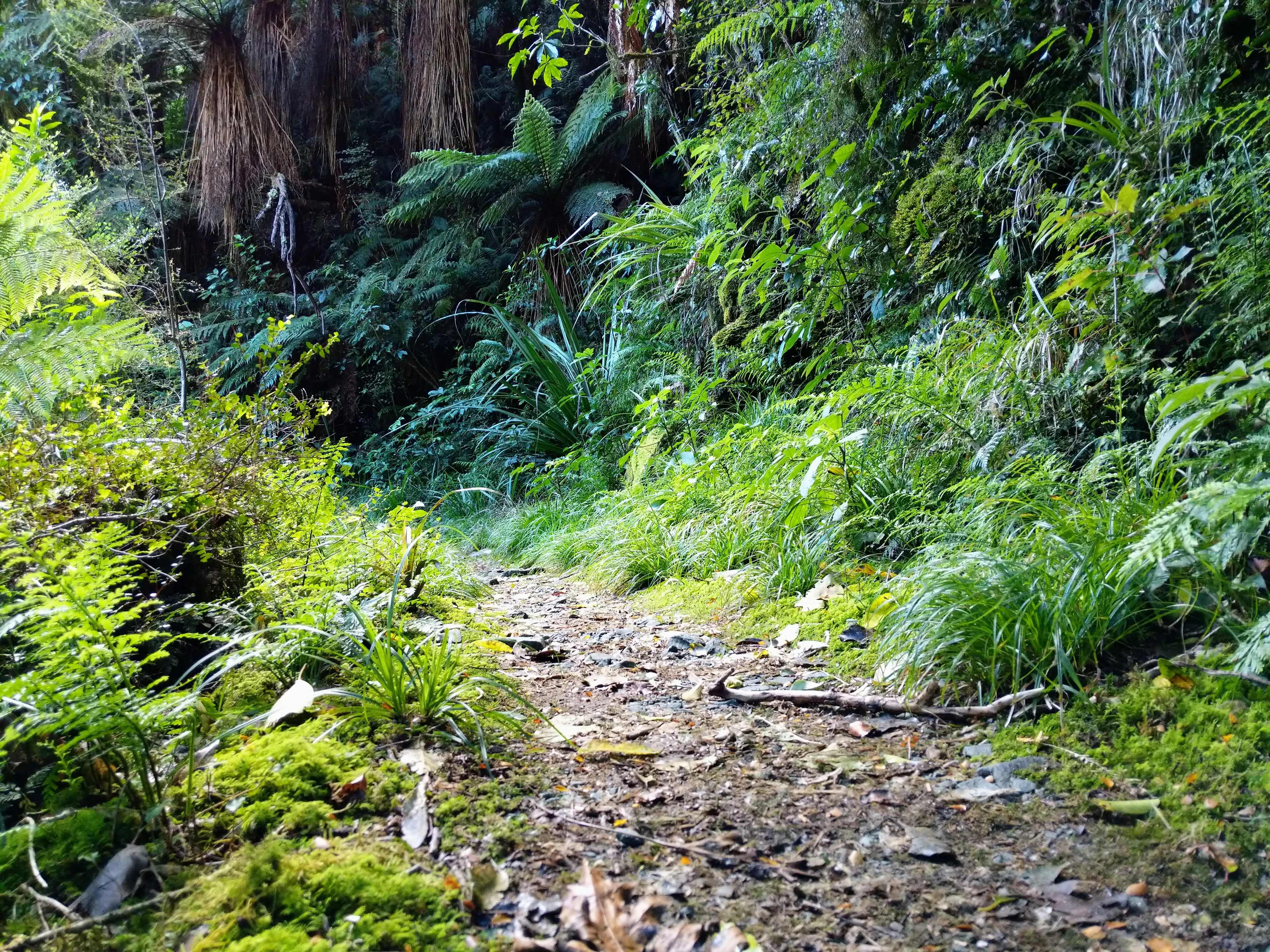hollyford forest floor.D6Pfo8mr.jpg