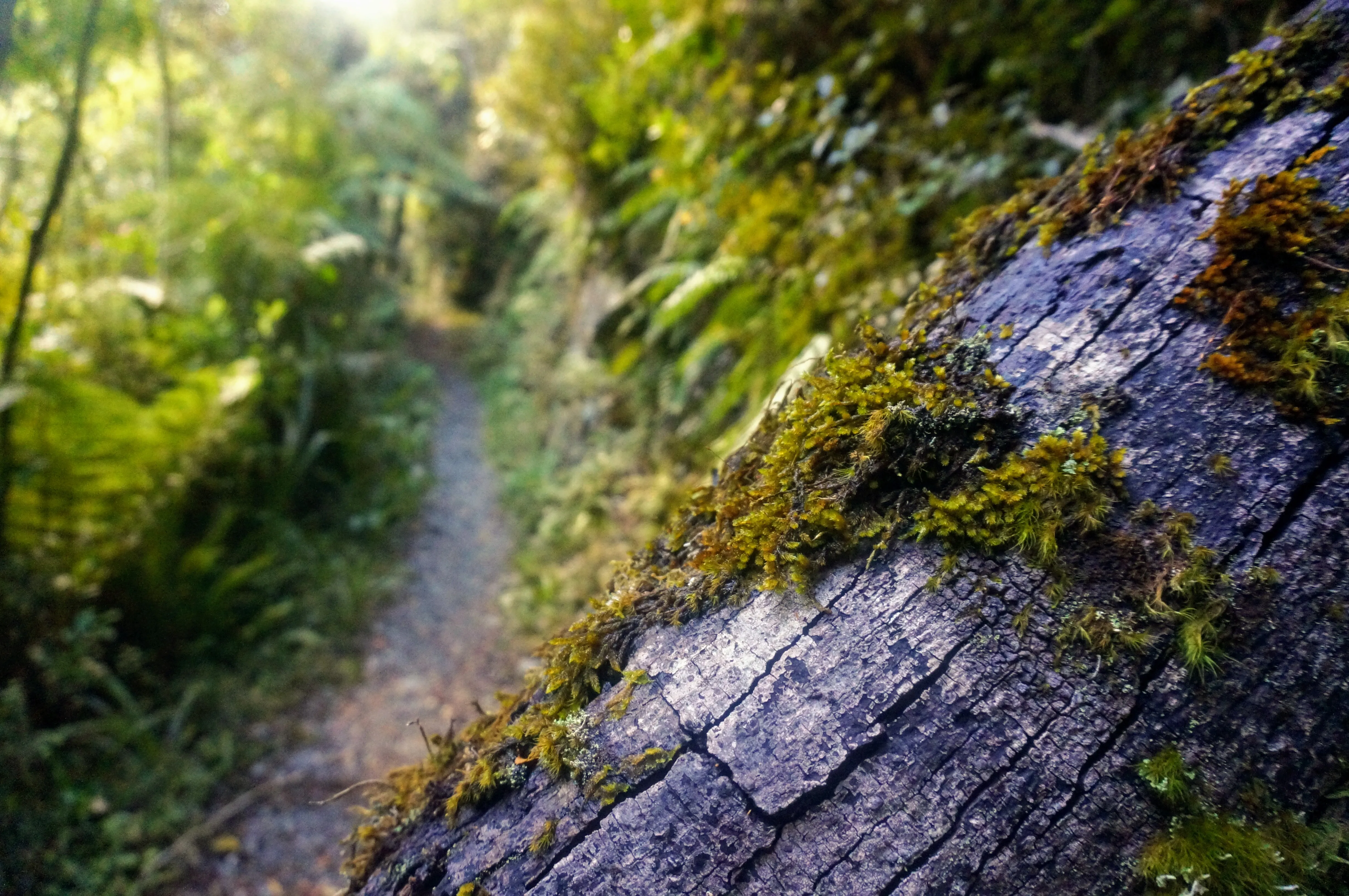 hollyford moss.Bu4tjAZq.jpg