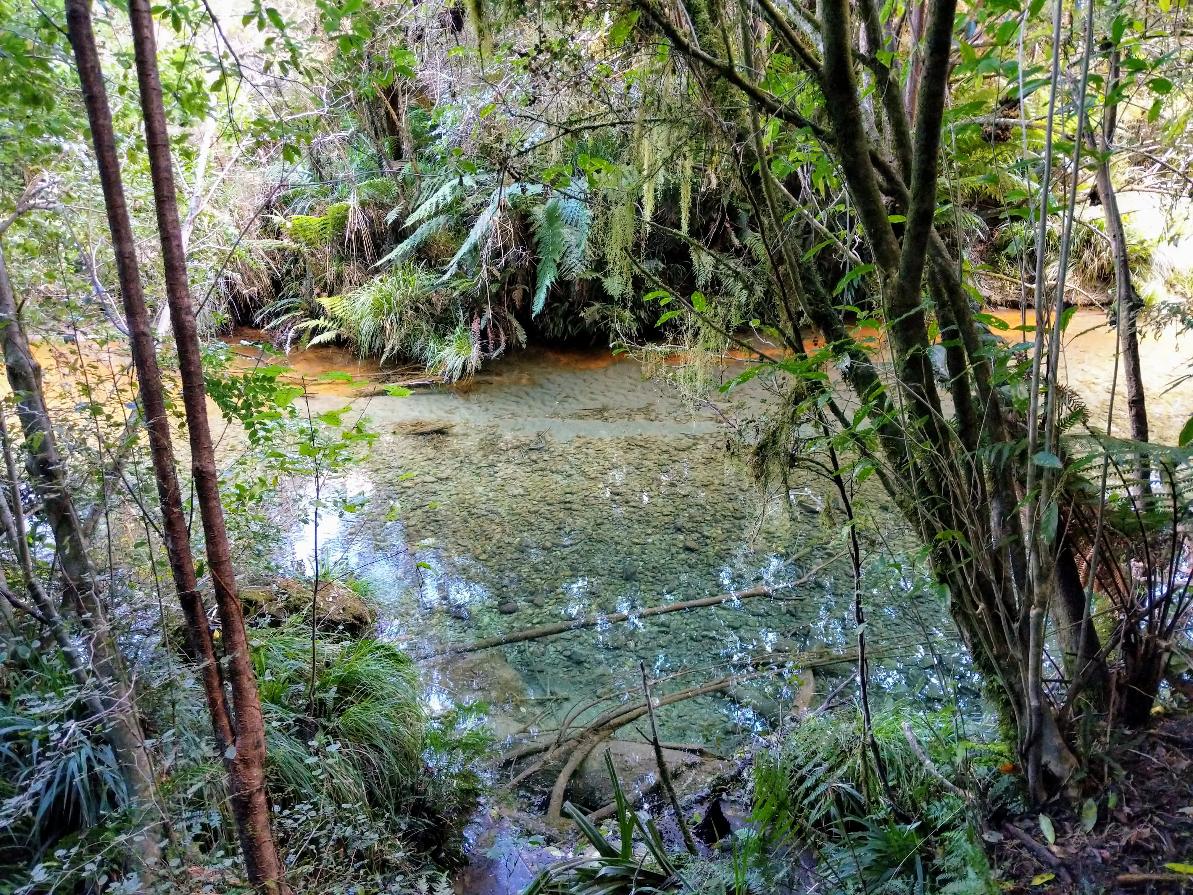 hollyford river.CV7urBq2.jpg