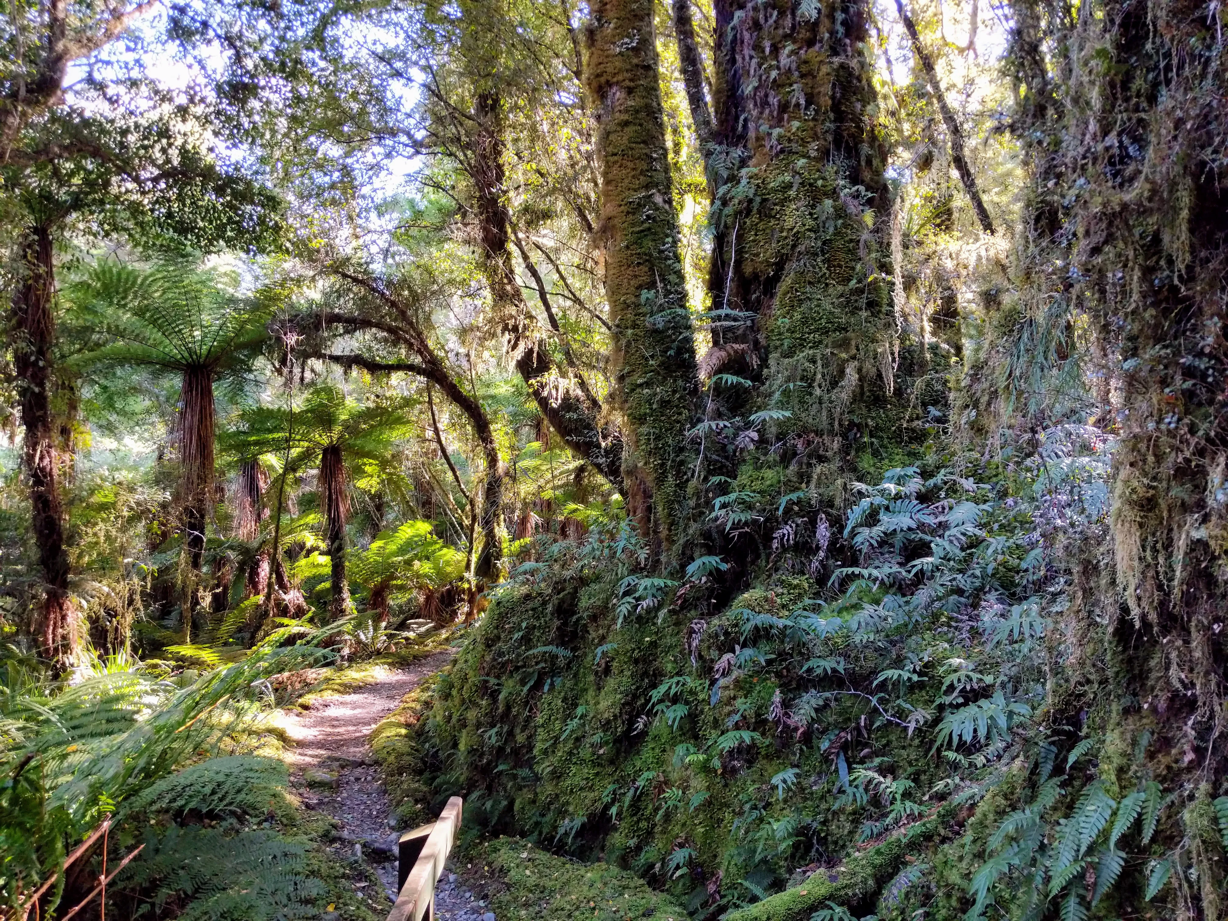 hollyford trees.Blc1dtPC.jpg
