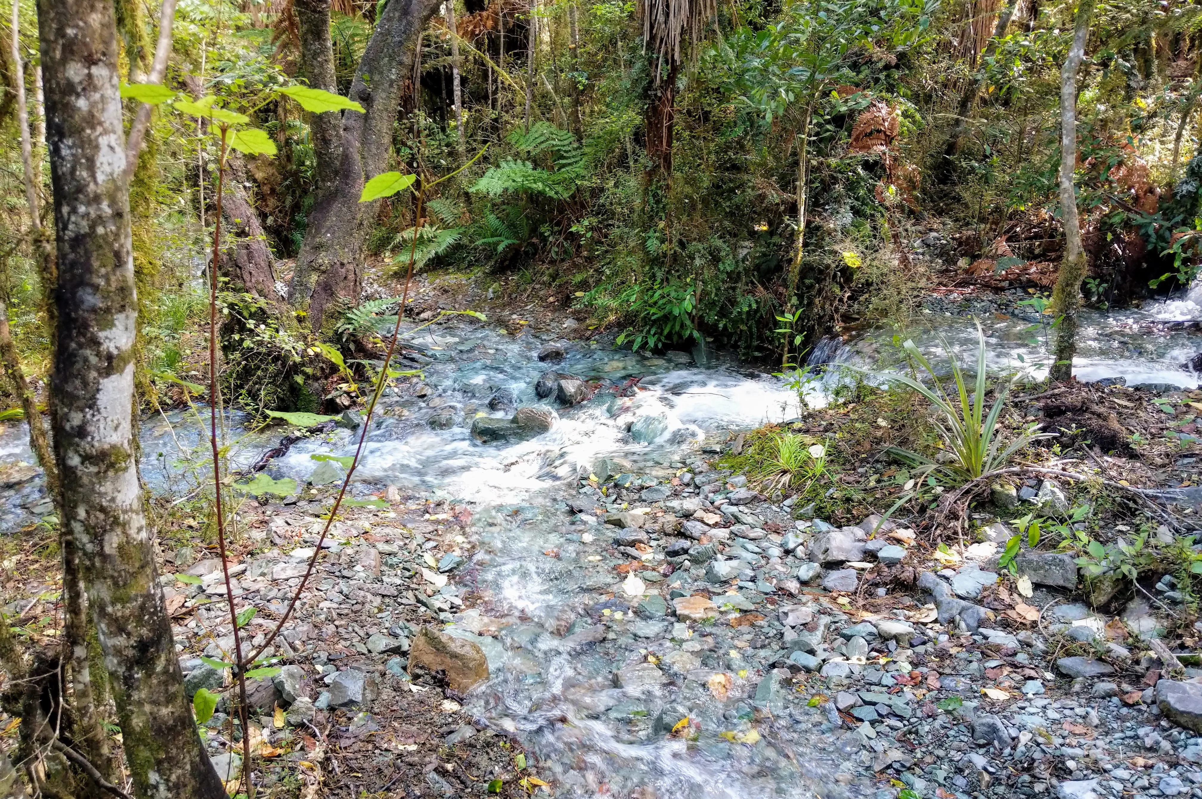 hollyford washed out 2.DNgeQSKf.jpg