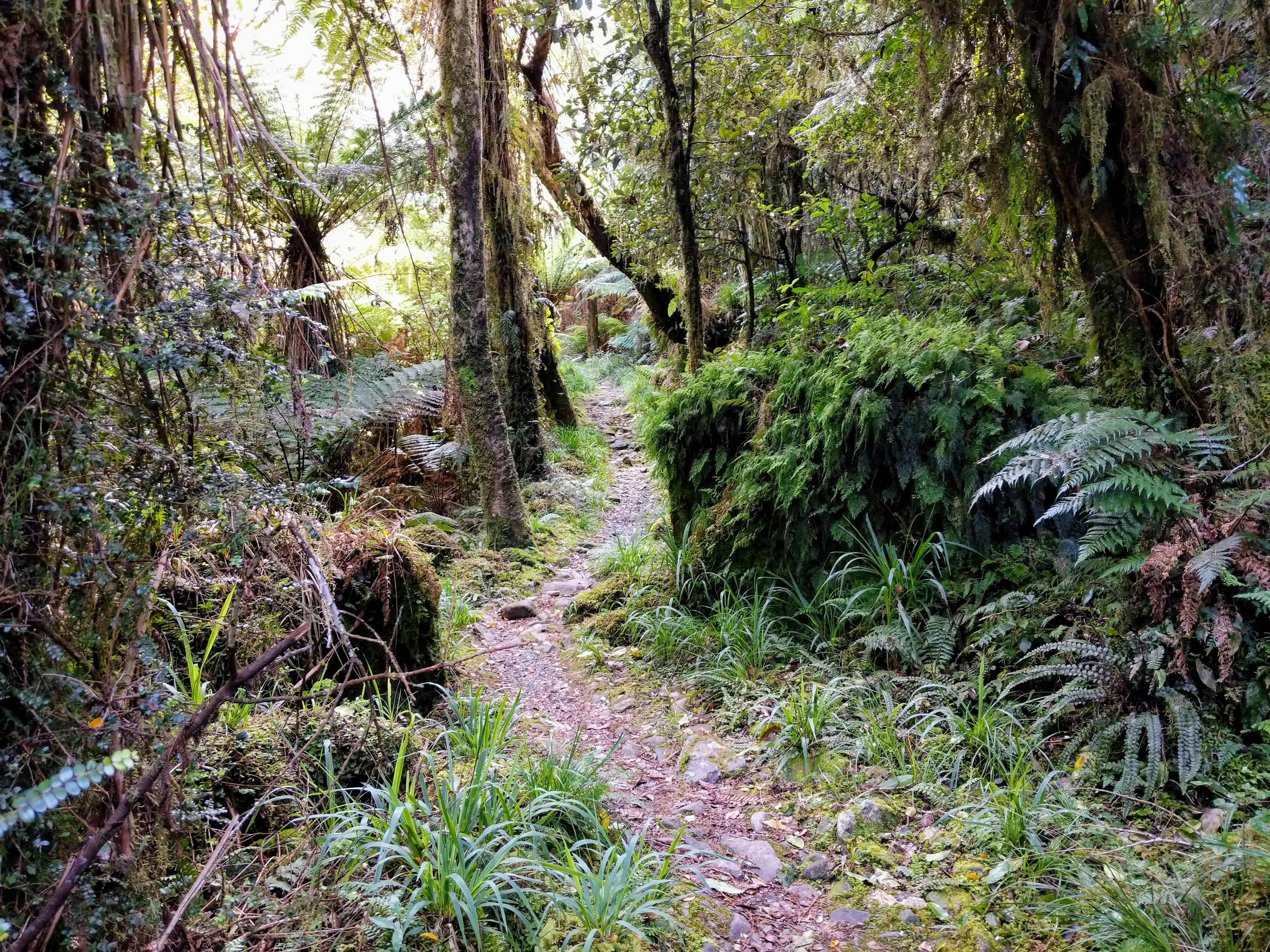 hollyford winding path.CfowXD8y.jpg