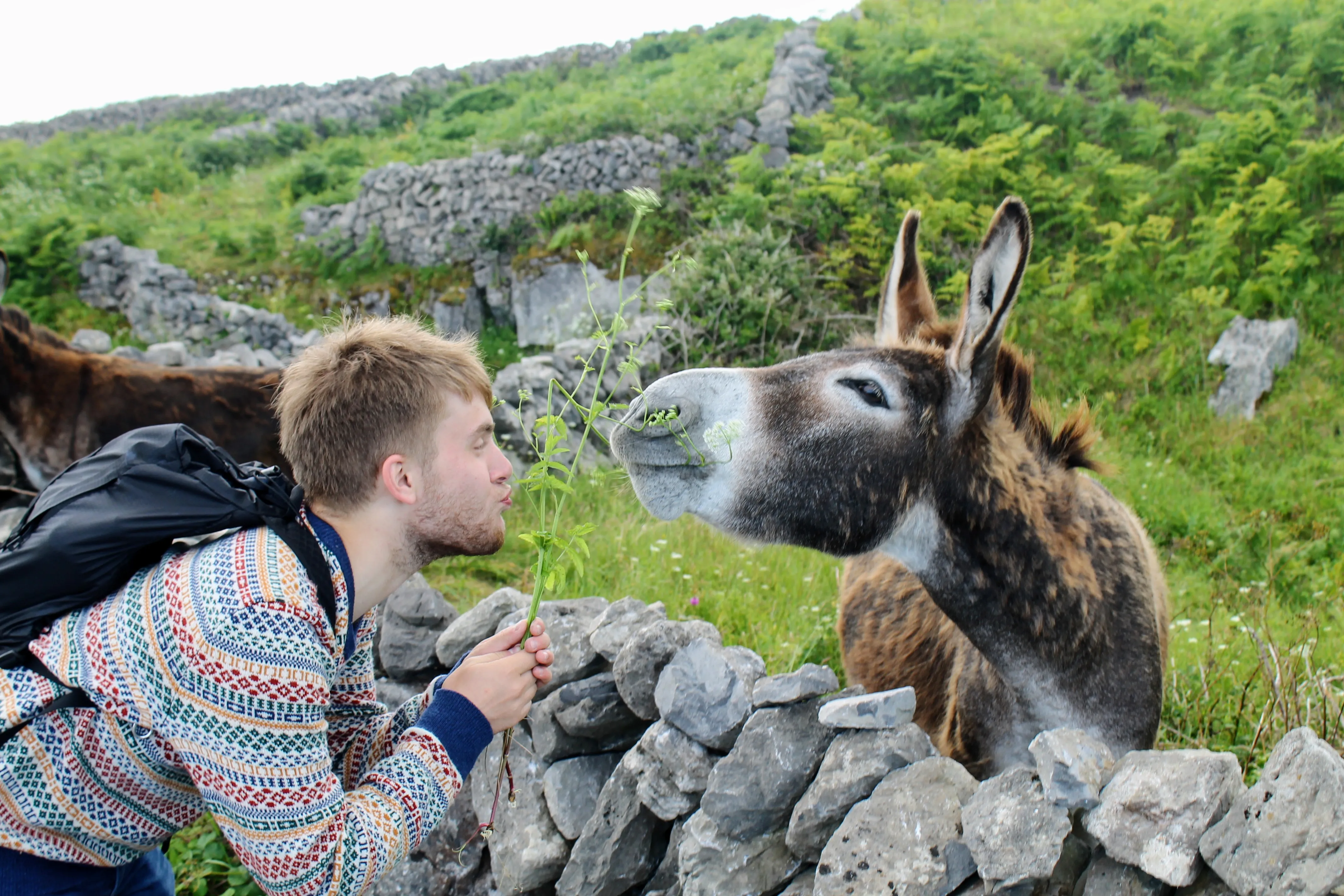 inishmore donkeys dan.DUA2hyR1.jpg