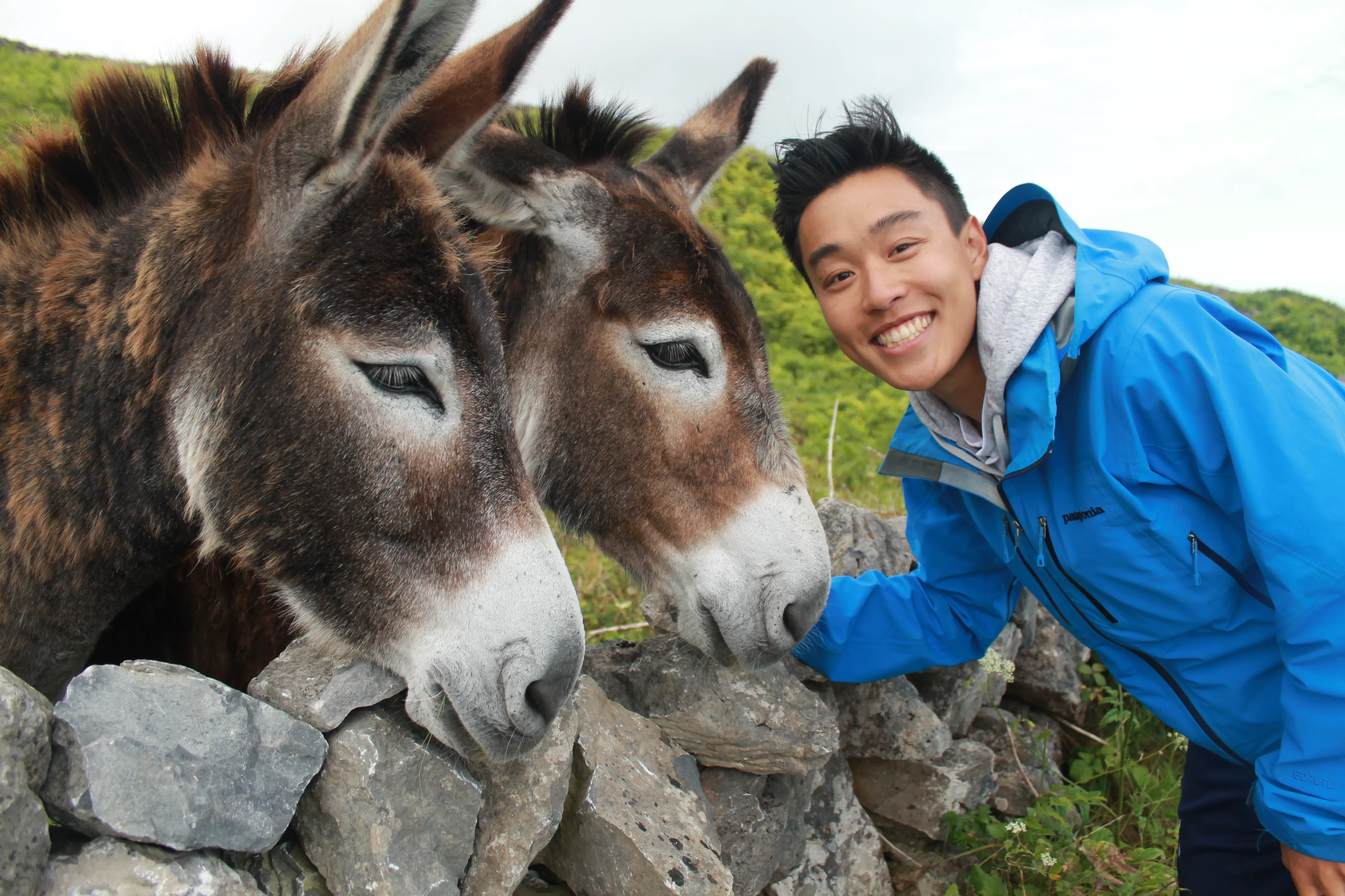 inishmore donkeys yj.DxunOmjy.jpg