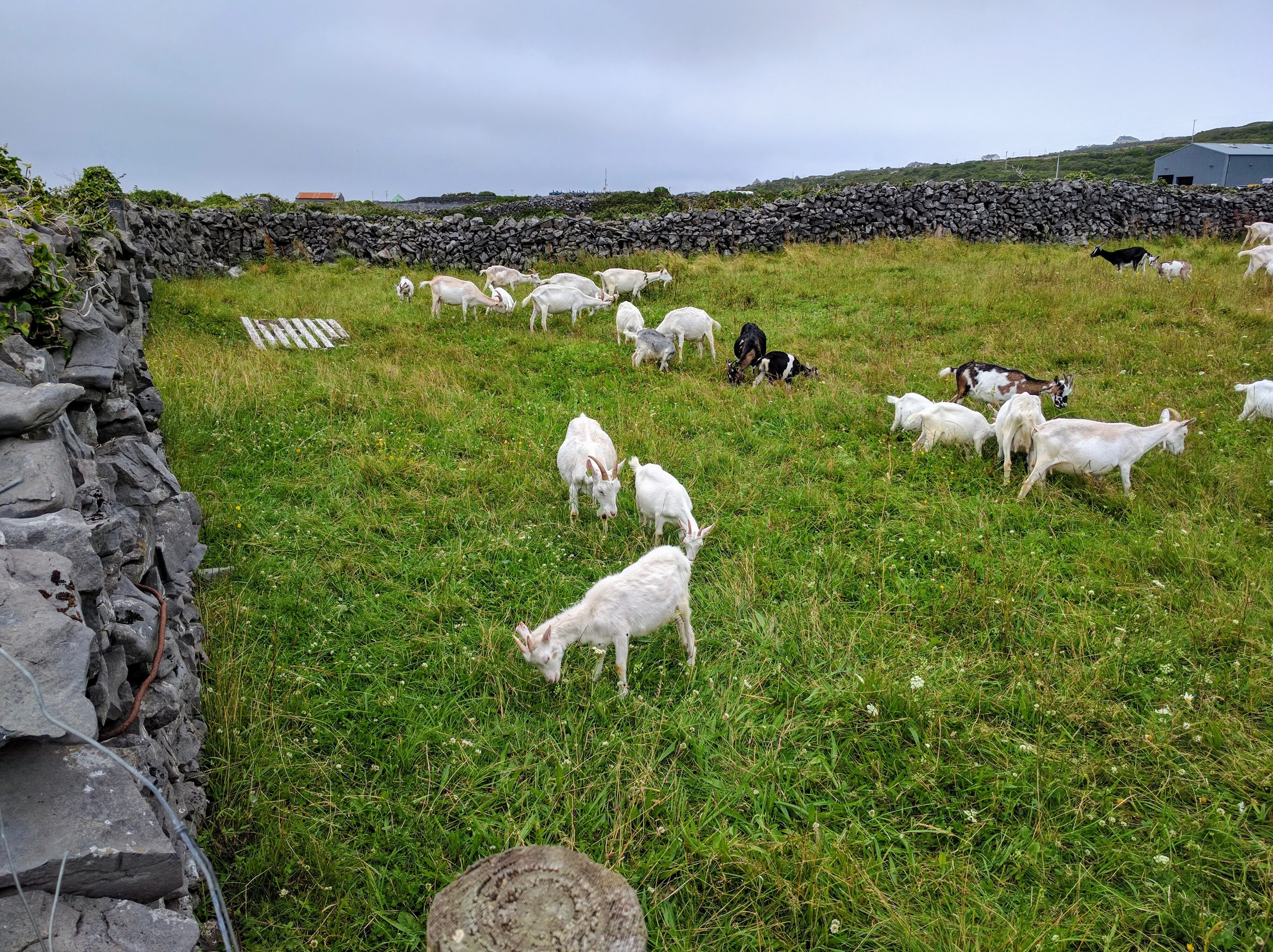 inishmore goats.CEWtmbxG.jpg