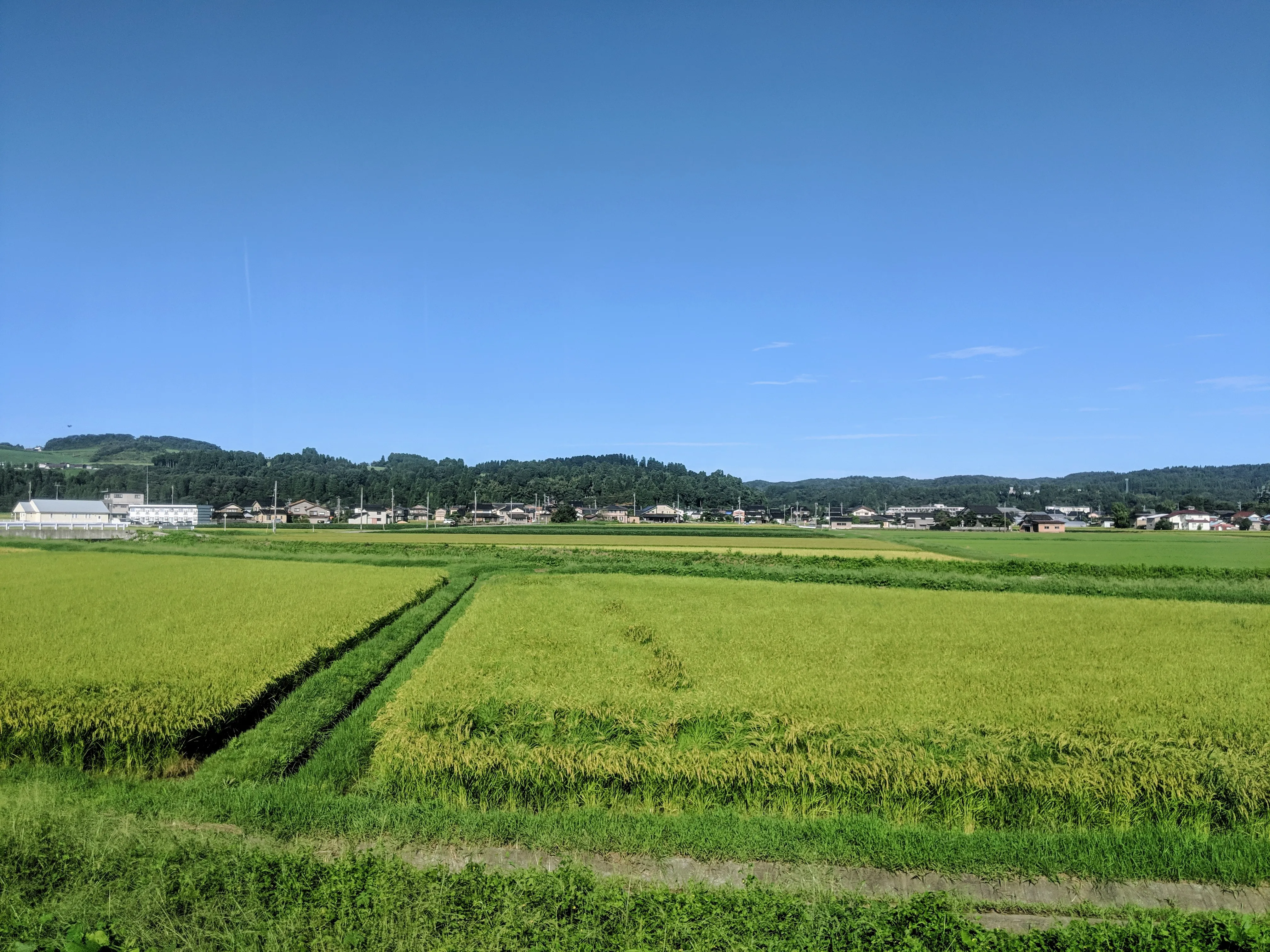 japan rice patties.Csgf4qKi.jpg