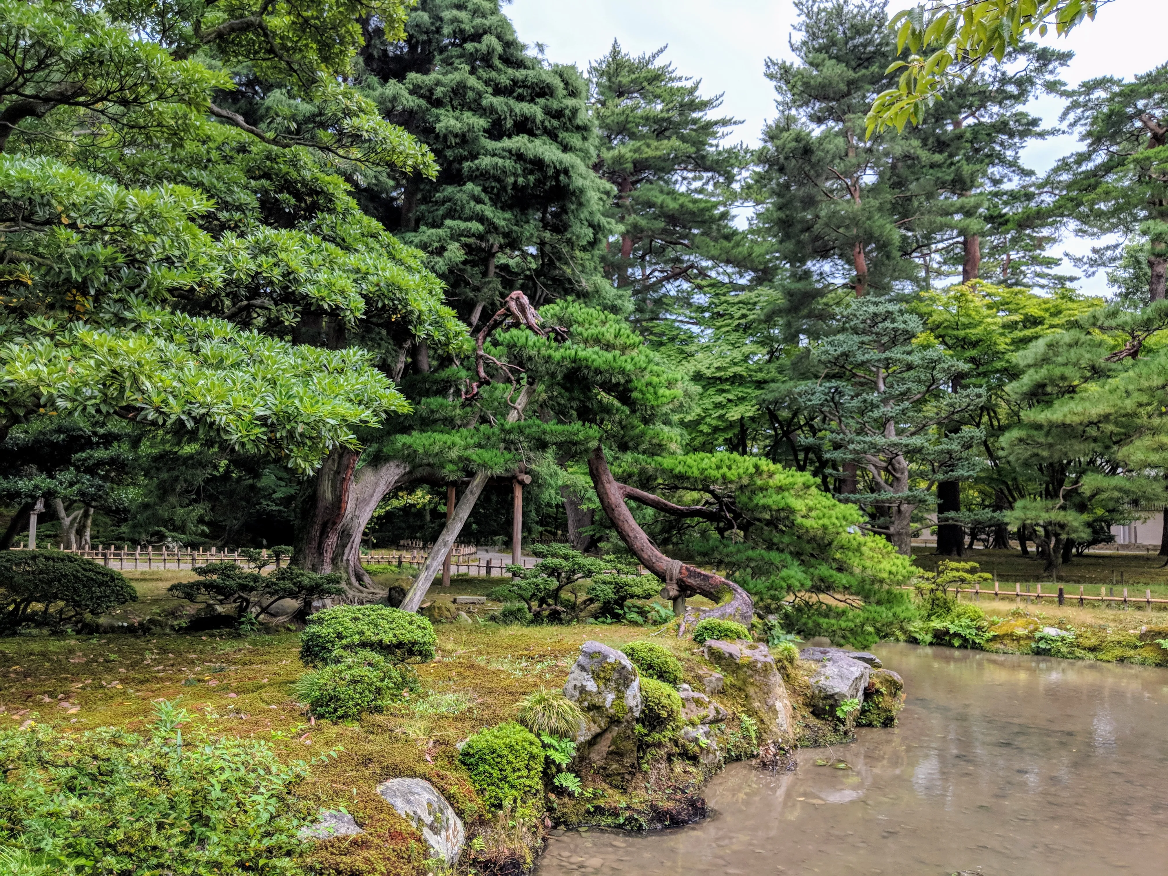kanazawa garden bent tree.DYhLj_Al.jpg