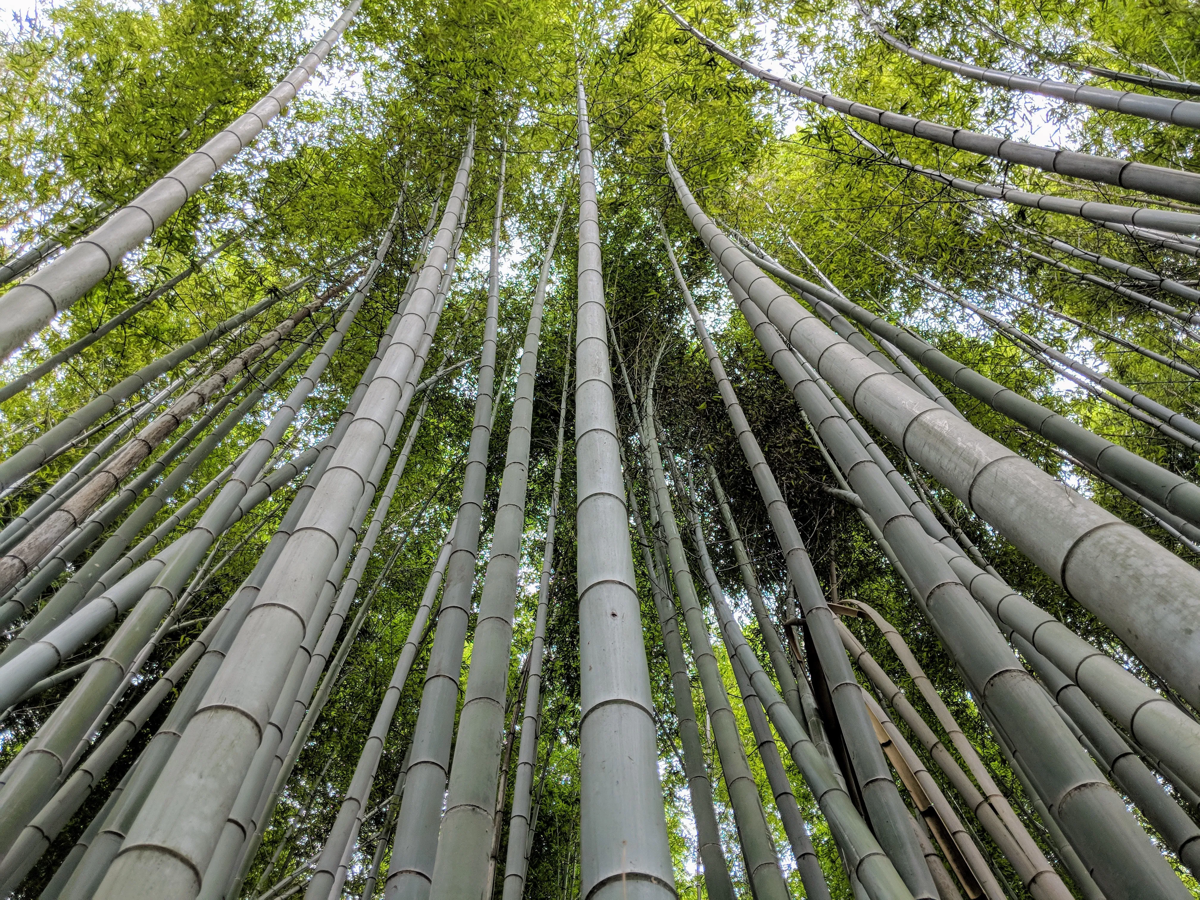 kyoto bamboo close.CUi3d0Mt.jpg