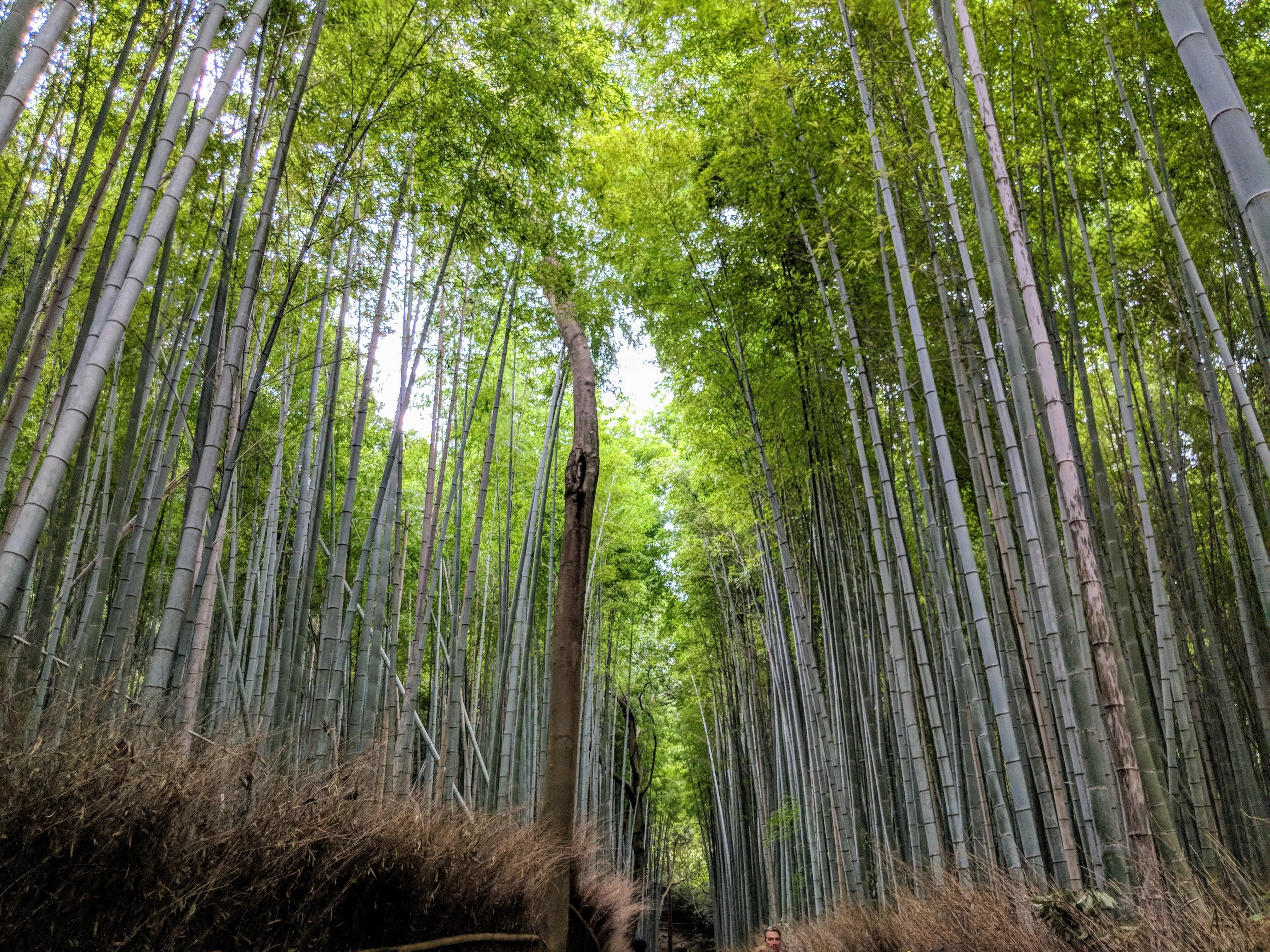 kyoto bamboo.BoKAwVtM.jpg