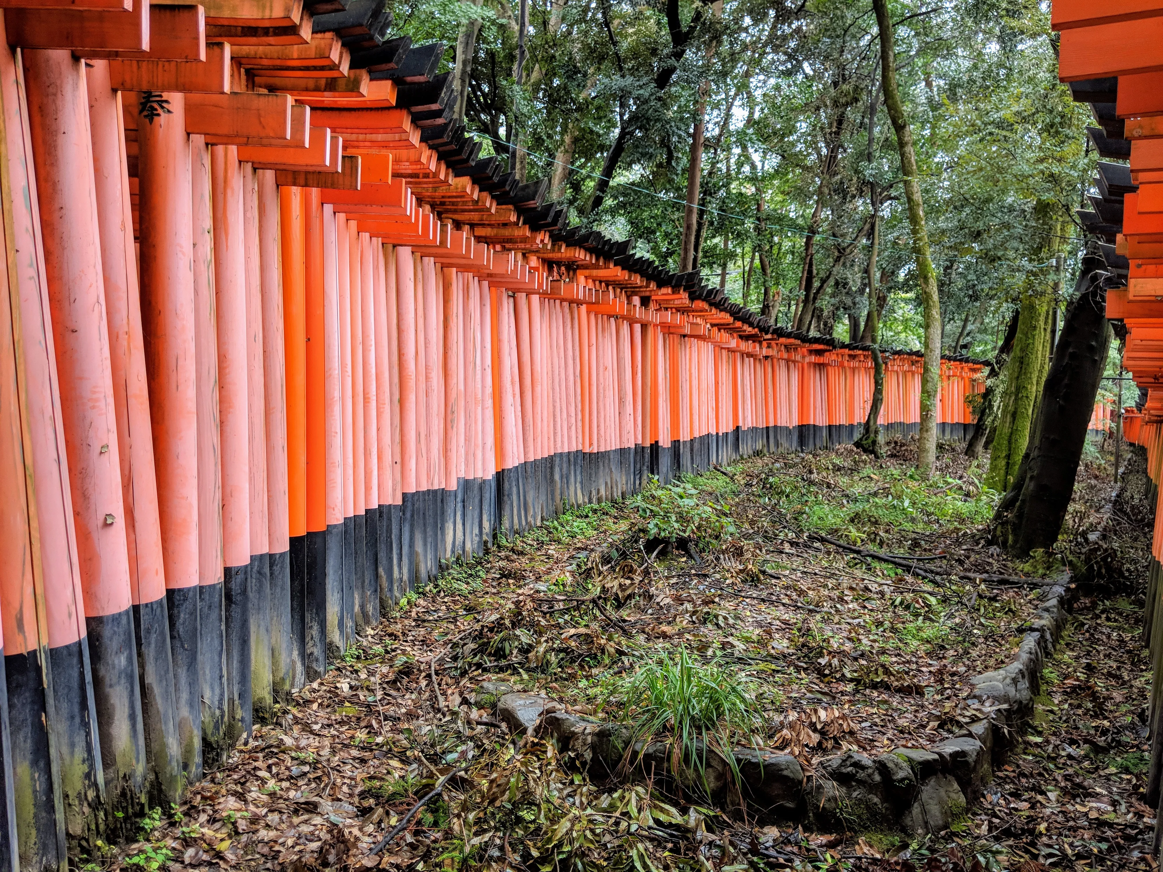 kyoto inari split.CIZMviMq.jpg