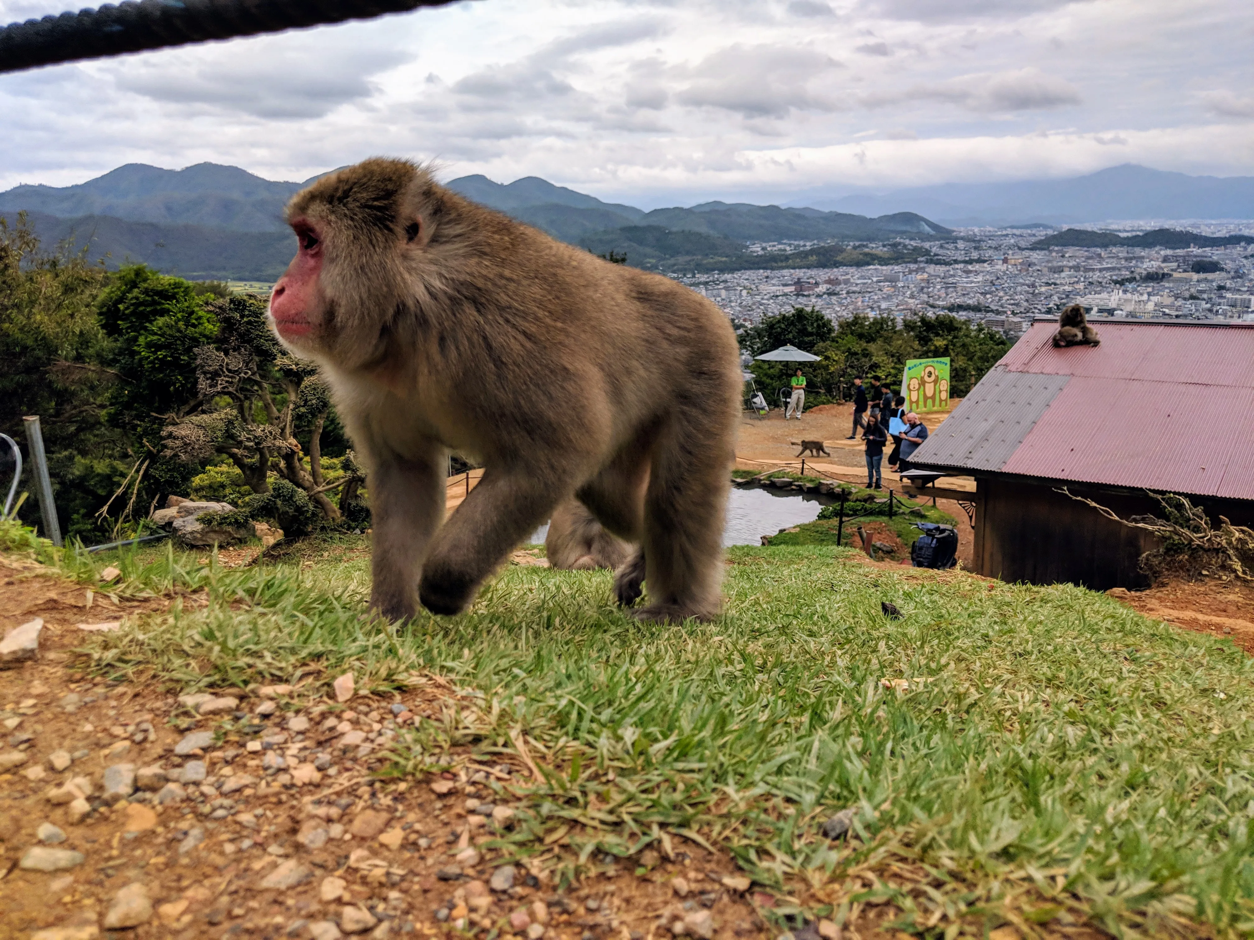 kyoto monkey baller.PwLeU7Yk.jpg
