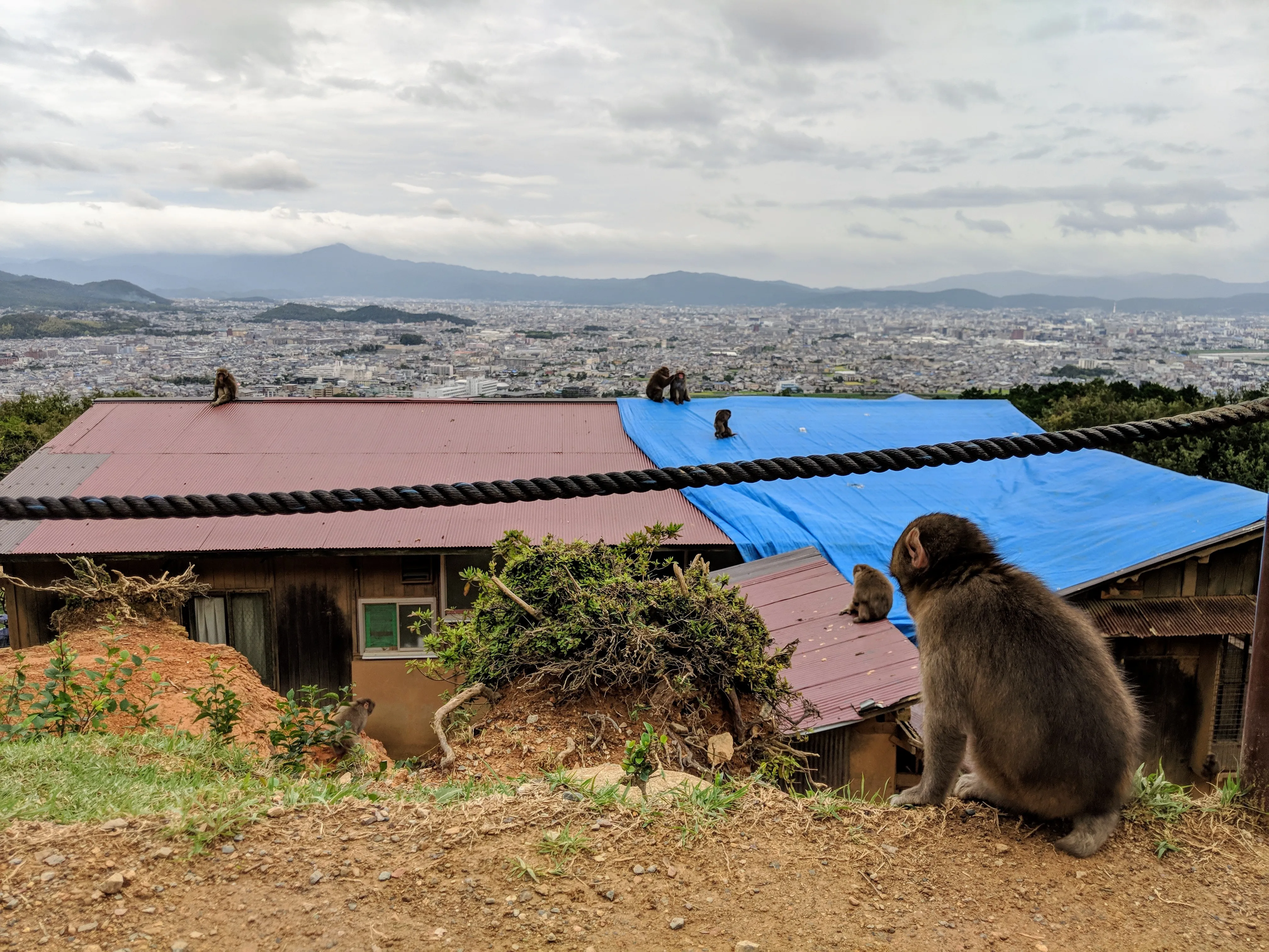 kyoto monkeys contemplative.DYJll4v6.jpg