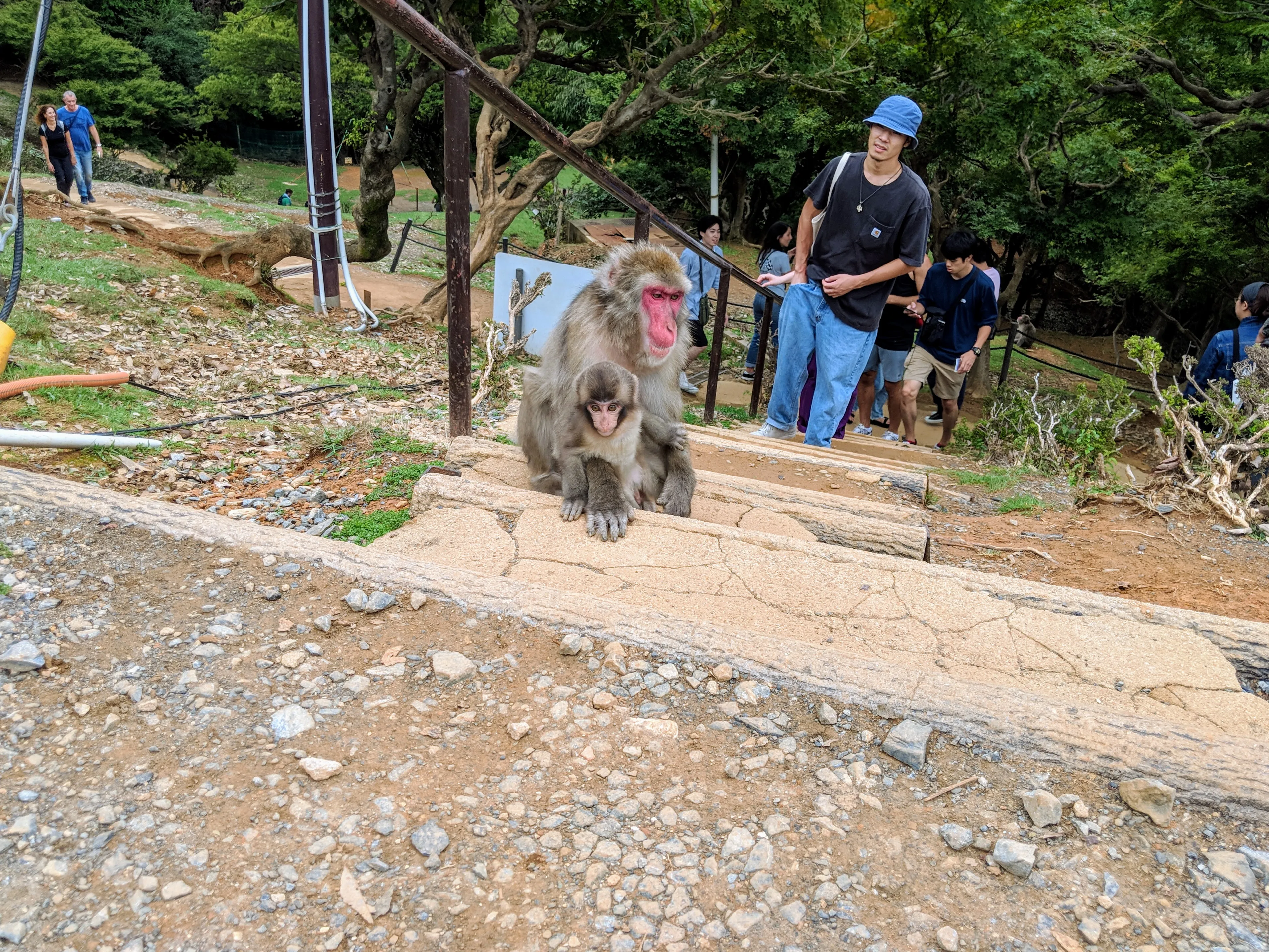 kyoto monkeys.Dz4 Kzq3.jpg