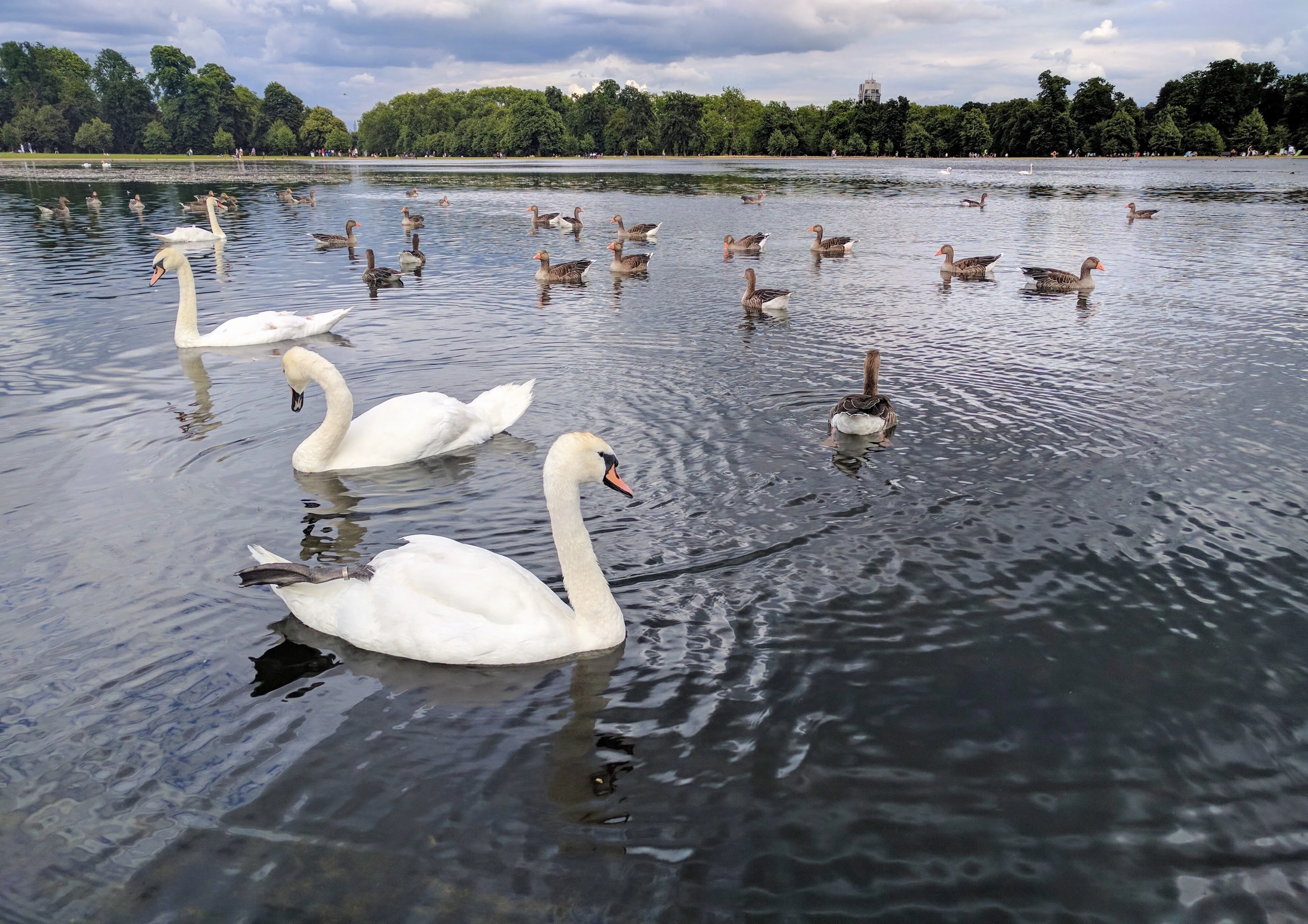 london swans.CS5nCIBq.jpg