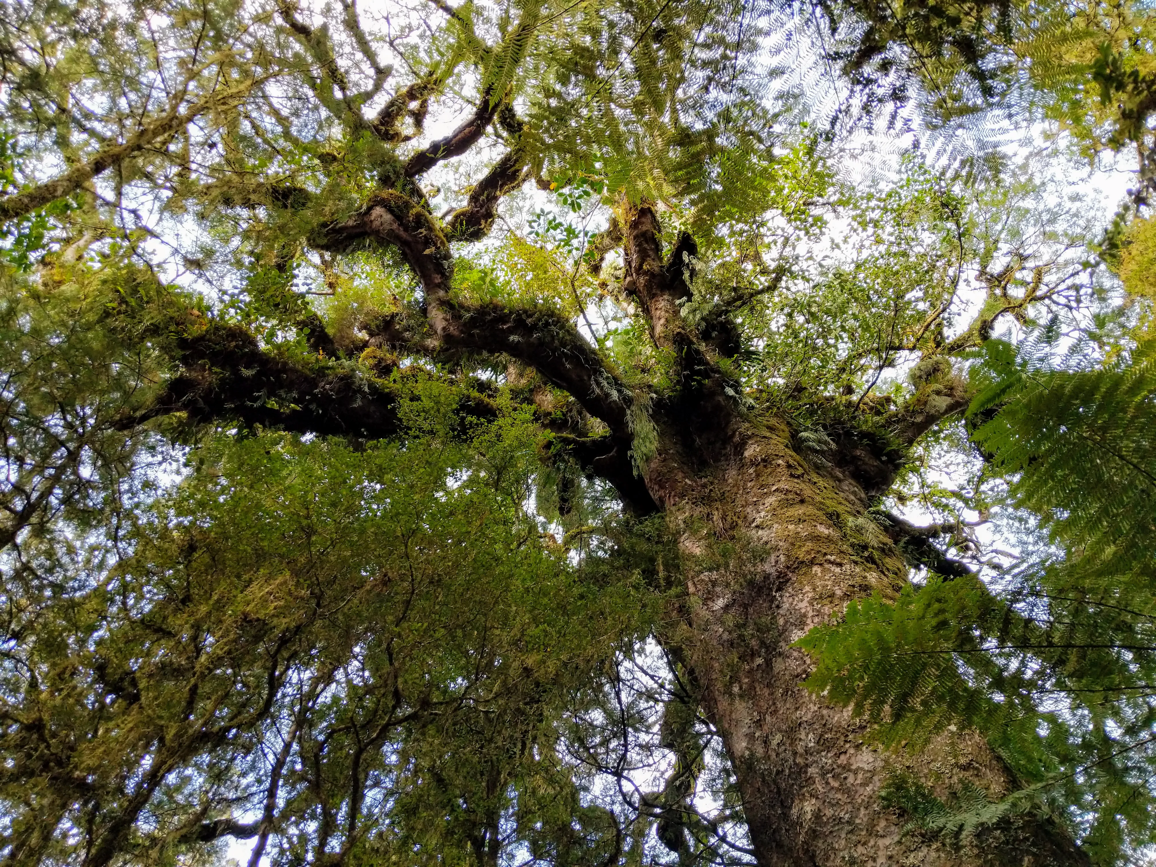 misc tree moss branches.DqEuDg29.jpg