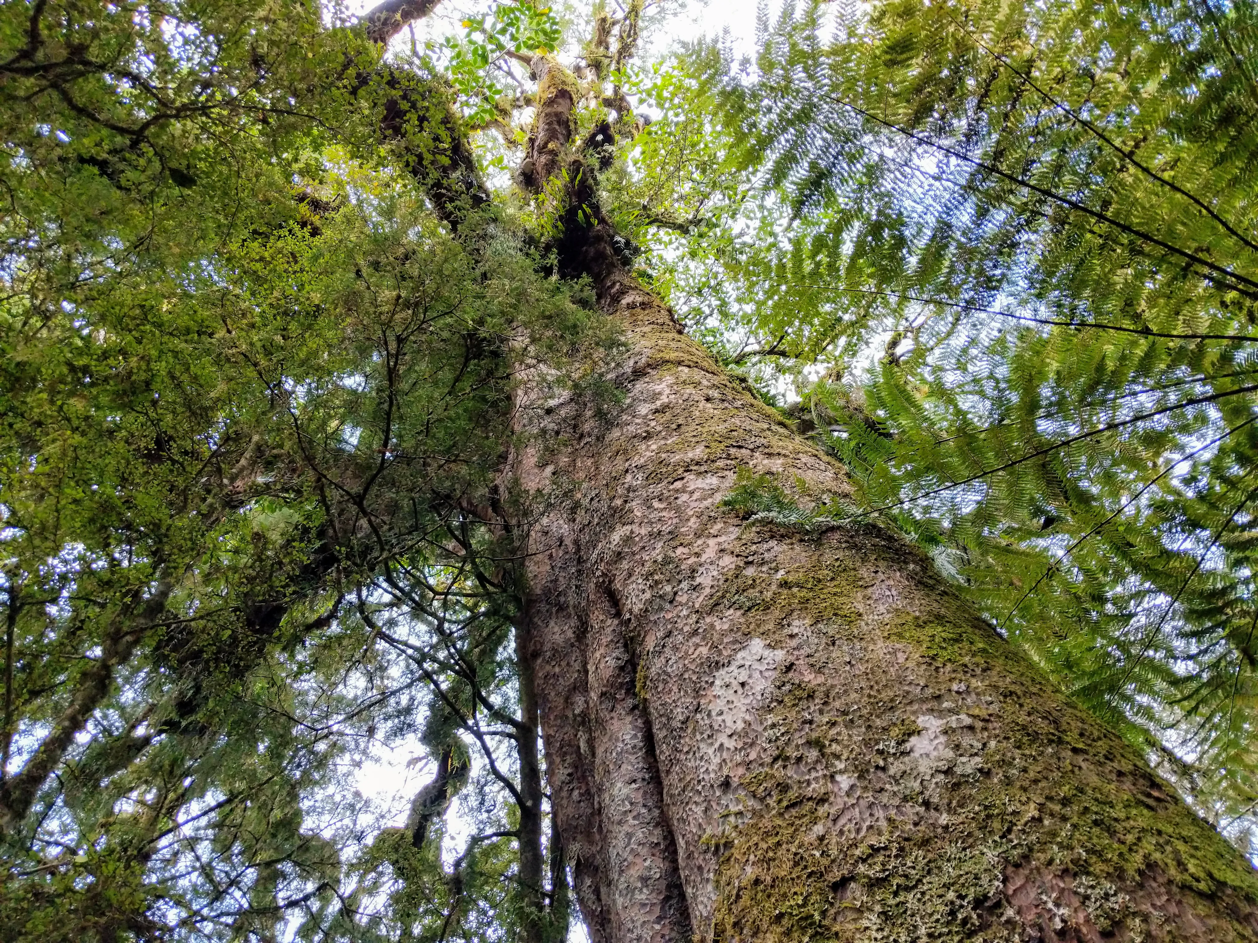 misc tree moss.DaqRdGlA.jpg