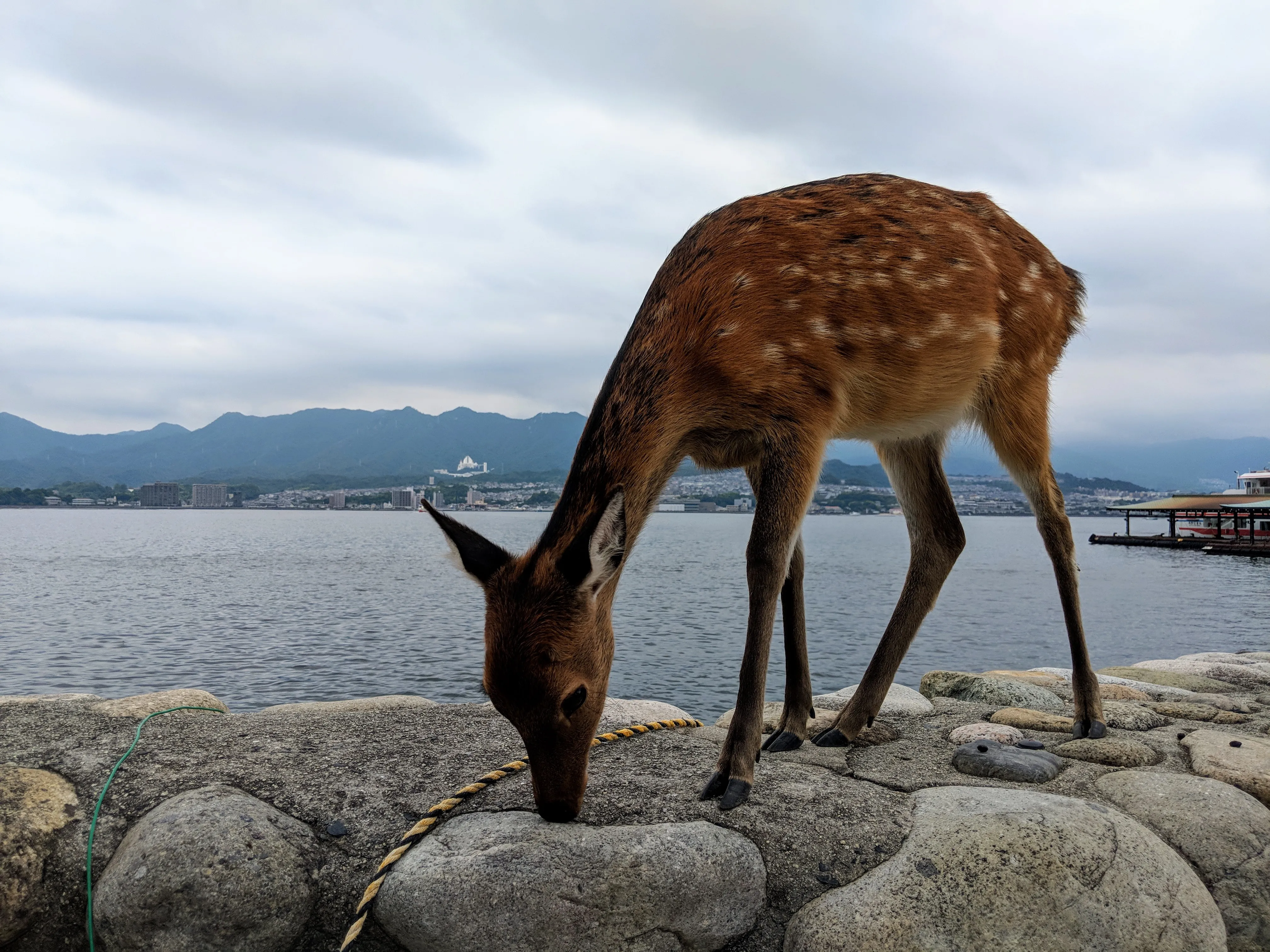 miyajima deer.la F9mQP.jpg