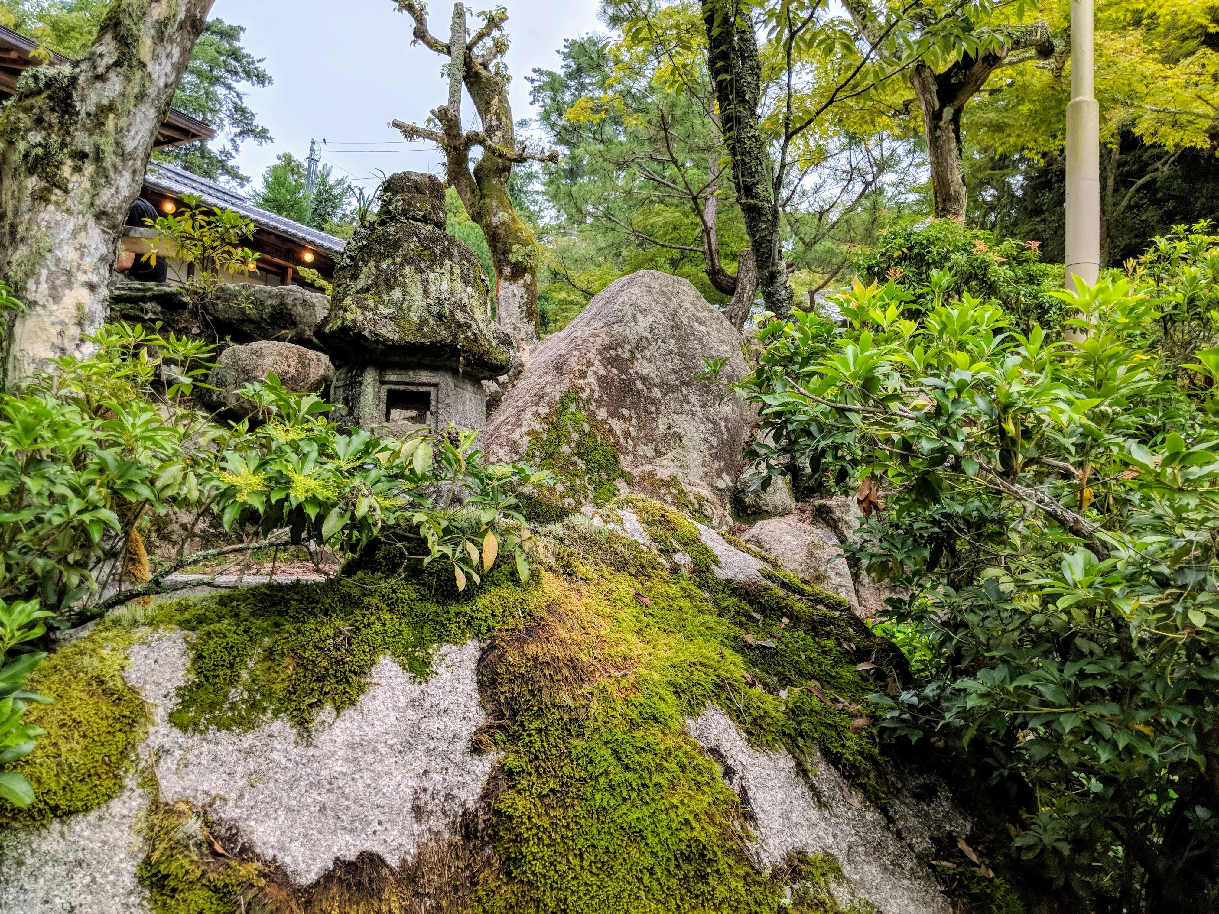 miyajima moss.Da0pAlcy.jpg