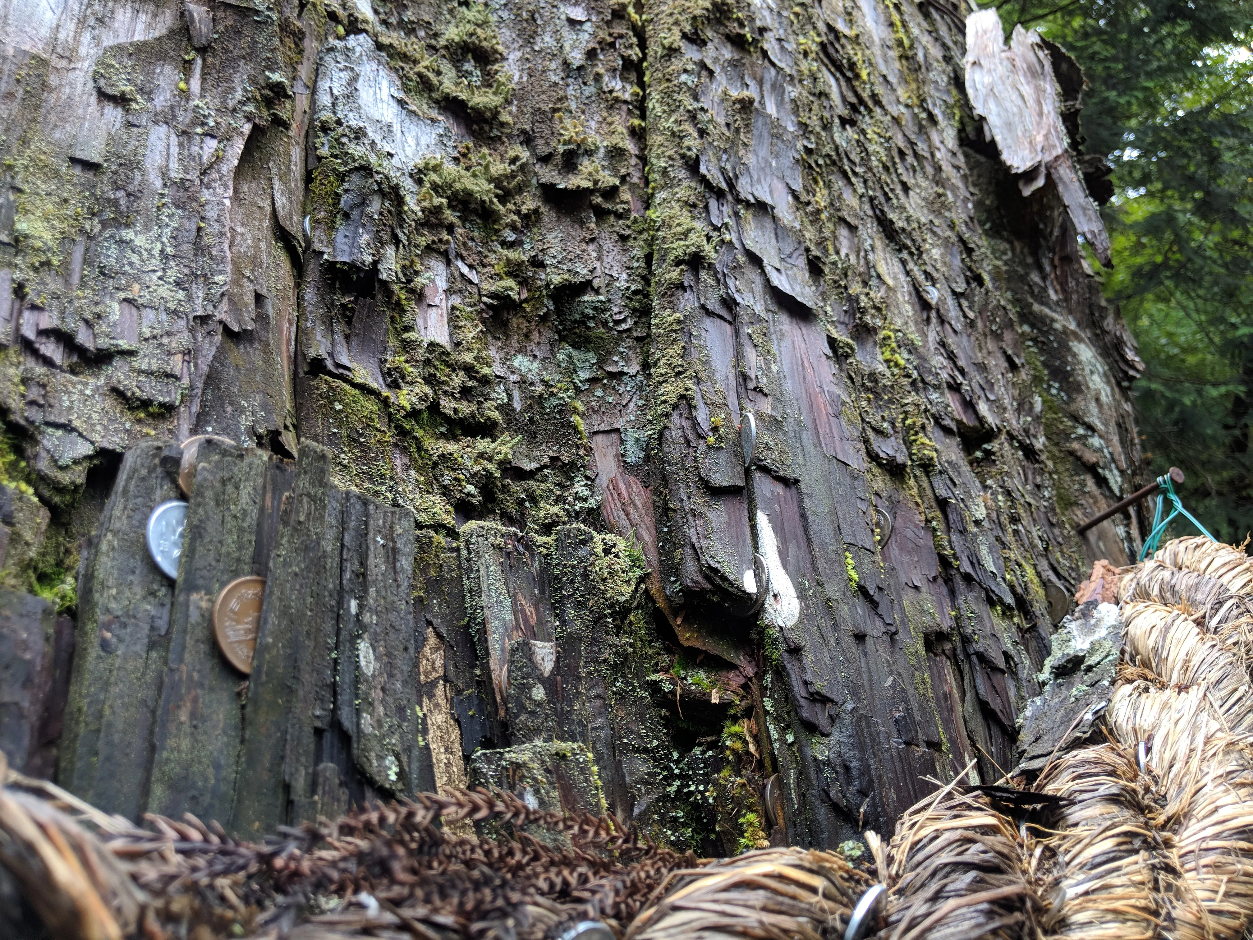 nikko coins bark.DzArwyZ4.jpg