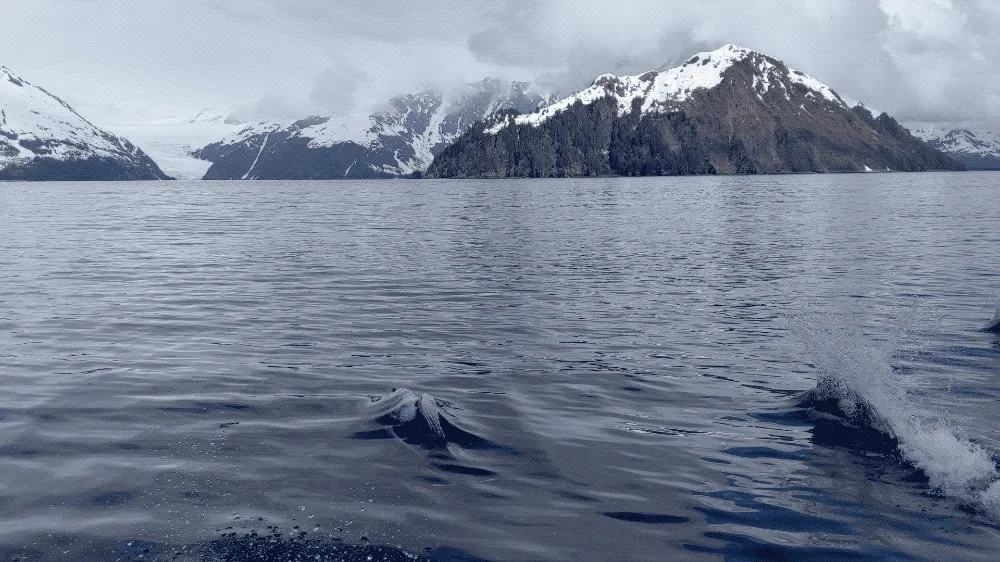 porpoises.D6ZzNtLv.gif