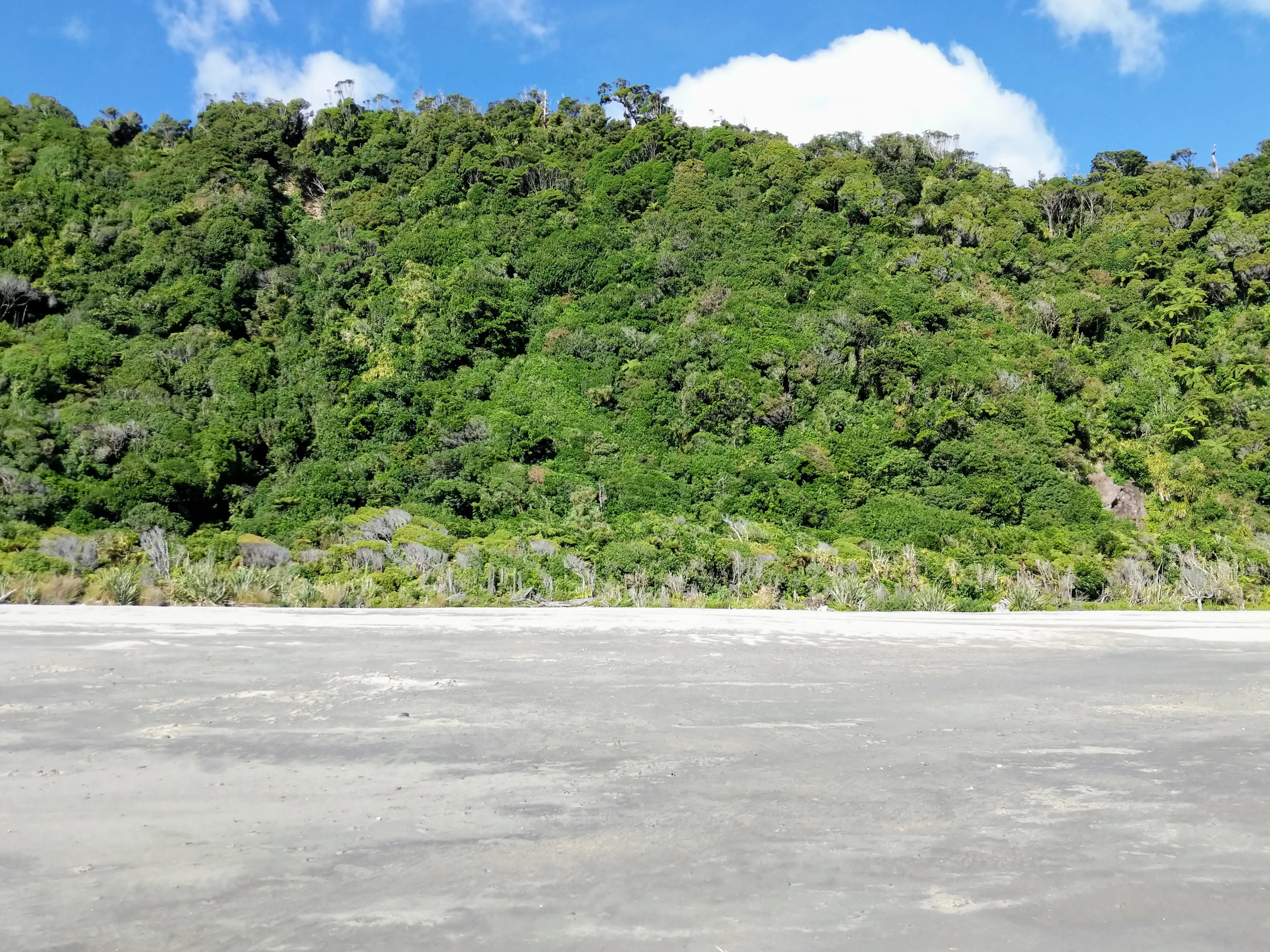secret beach forest wall.Mh0yB8zj.jpg