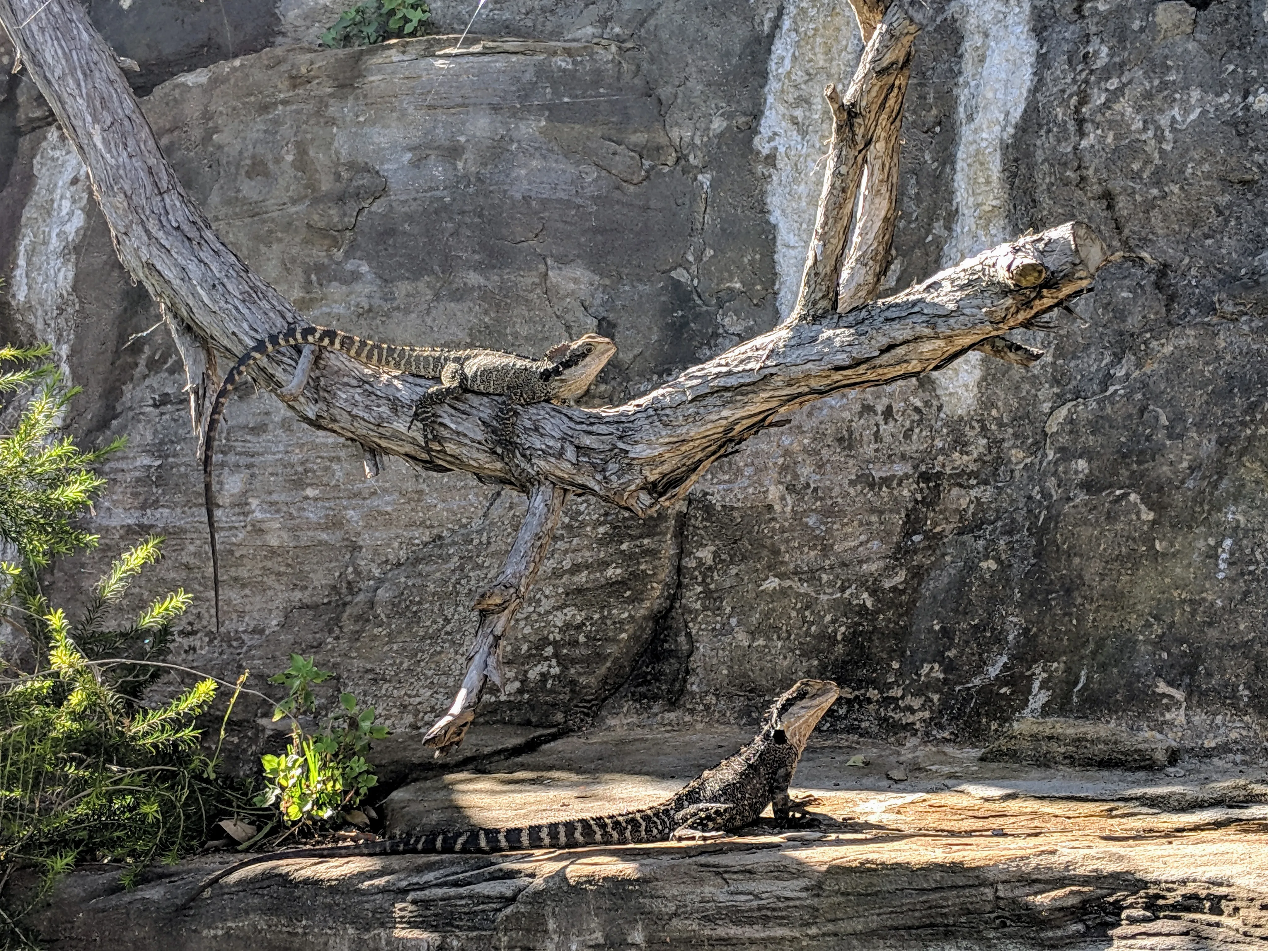 shelly lizards.efR743Ap.jpg